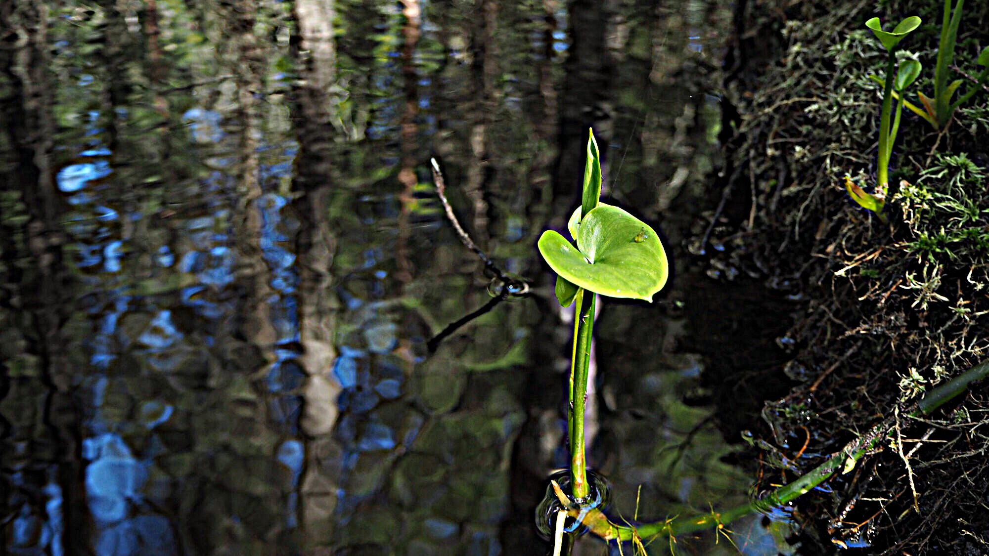 Yksinäinen vehka kasvaa puron tummass vedessä.