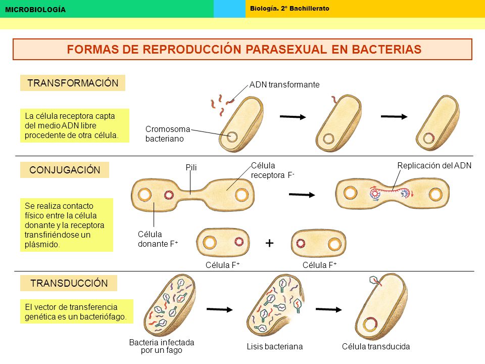 Microorganismos Bioinfluencer 7098