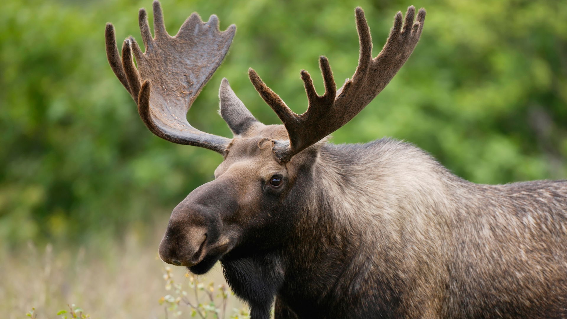 moose-facts