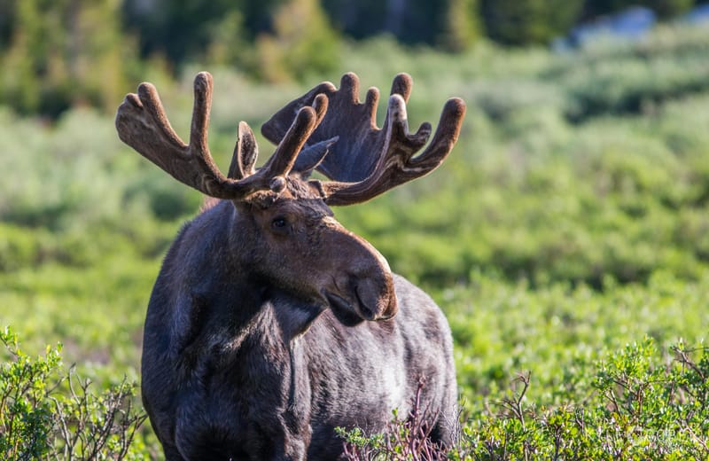  Moose facts
