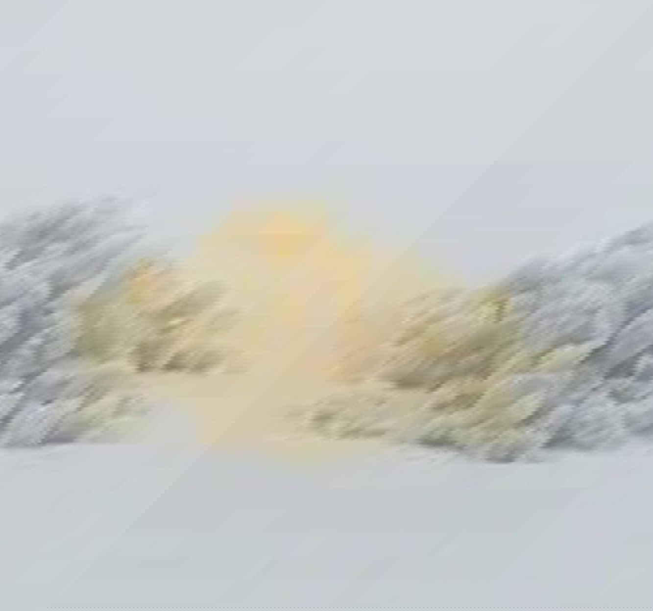 CADAVERIC BONE SUBSTITUTE