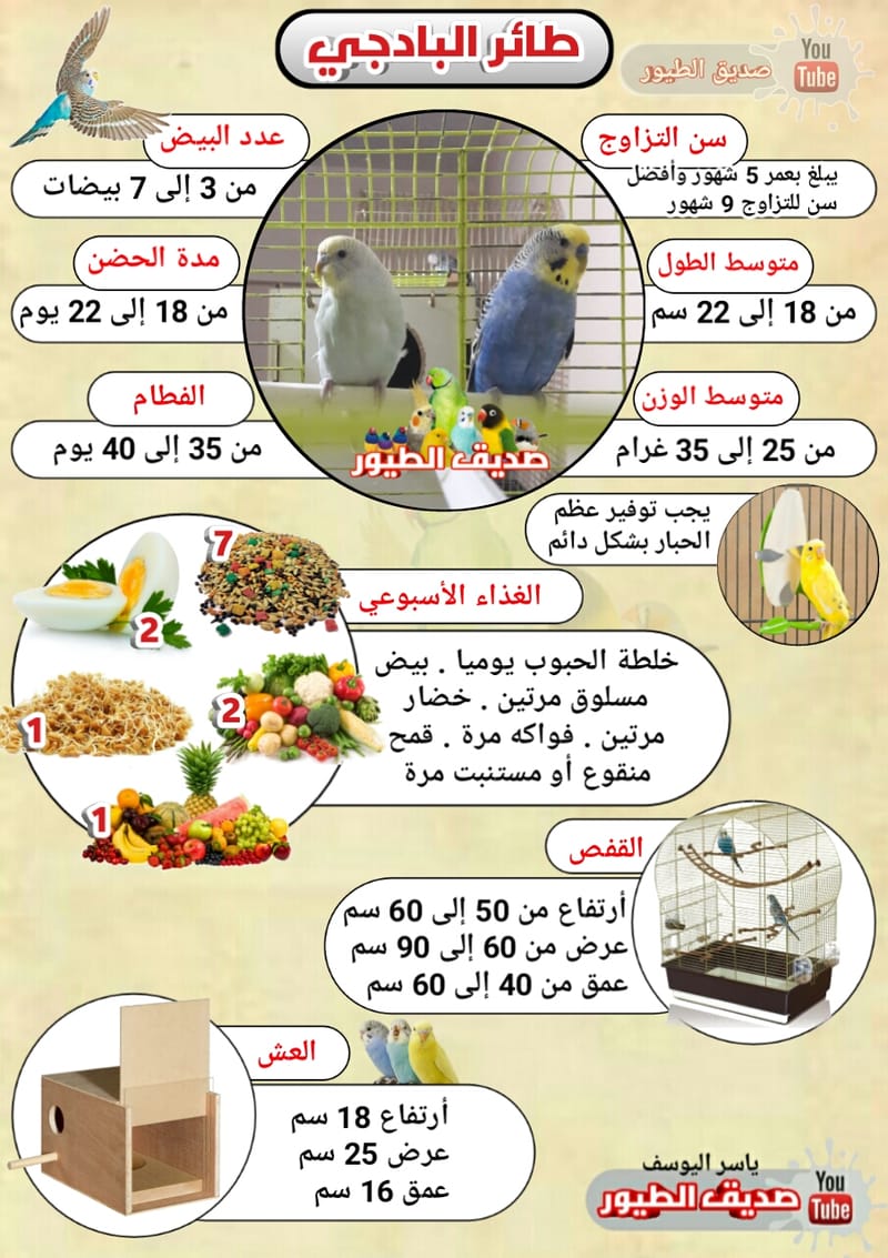 علامات تزاوج طيور الروز