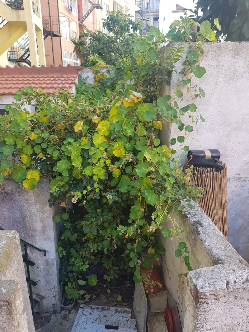 limpeza de quintal na penha de frança