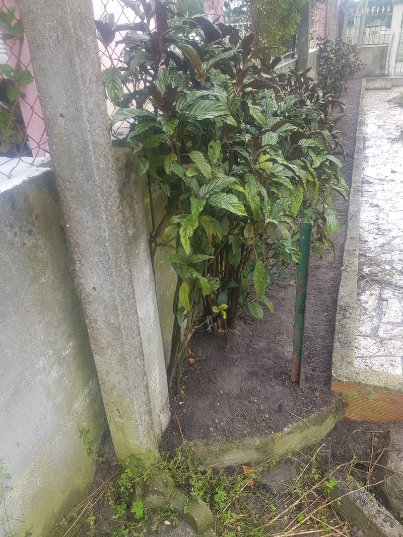 limpeza de quintal em quinta do conde