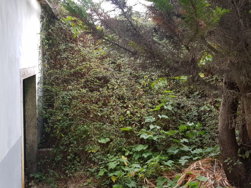 limpeza de quintal em Mafra