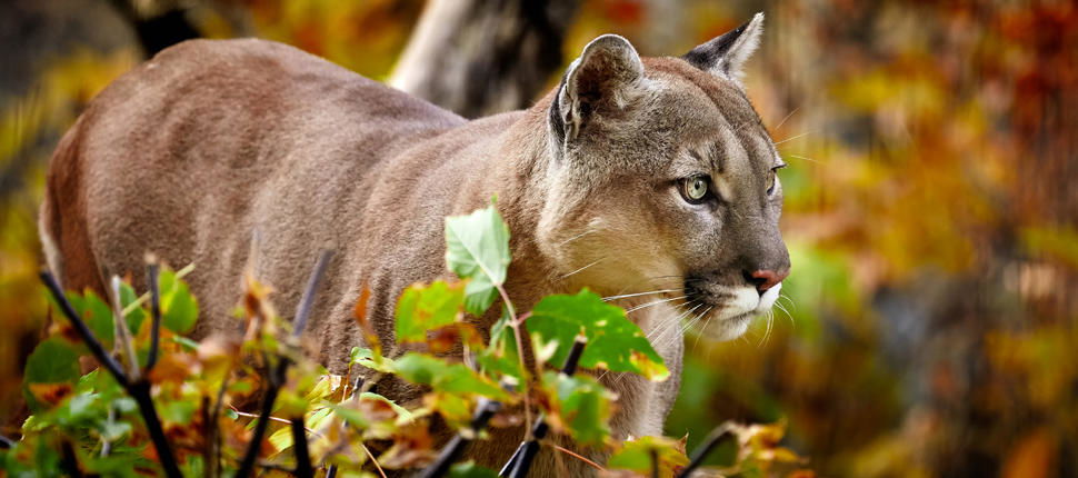 30 Furry facts about Cougars - The Light Novel