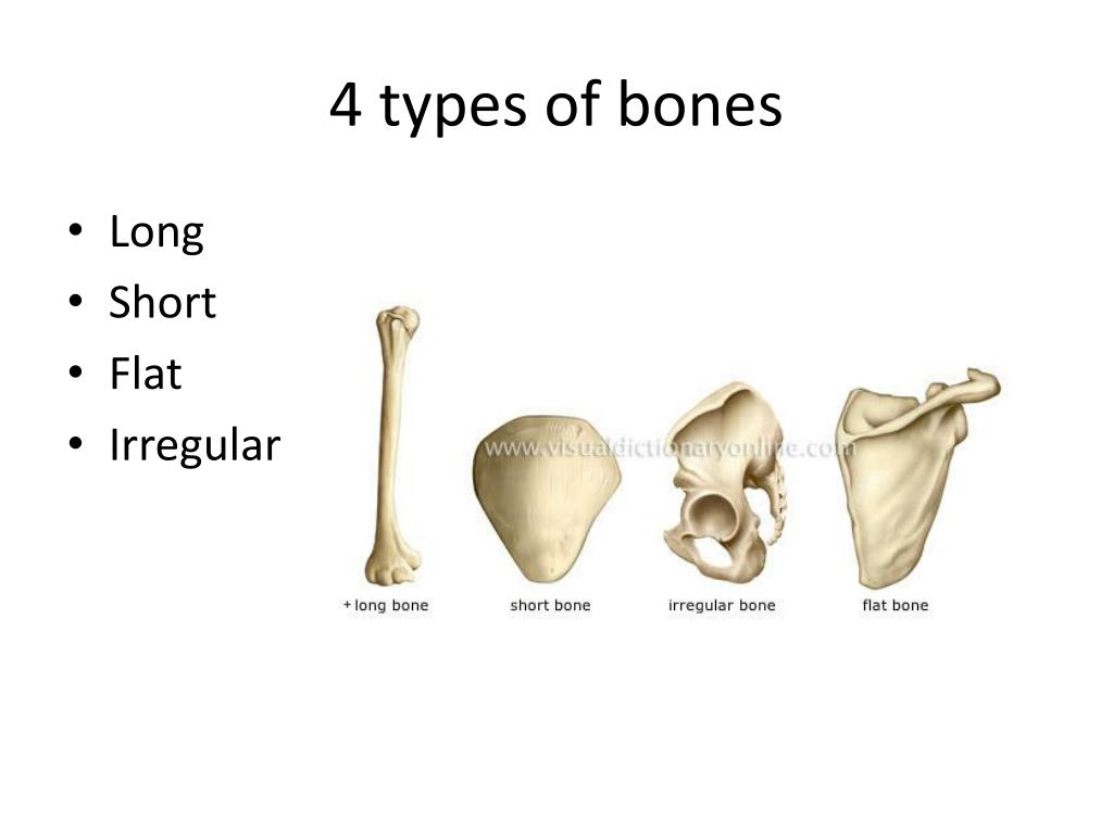 description of flat bones
