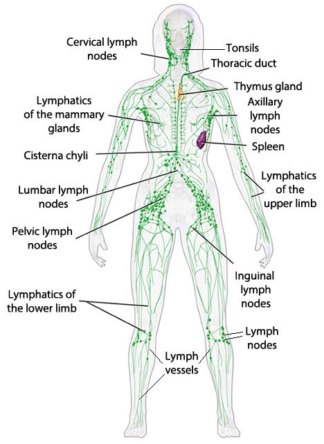 WHAT IS MANUAL LYMPH DRAINAGE - Relieve Massage