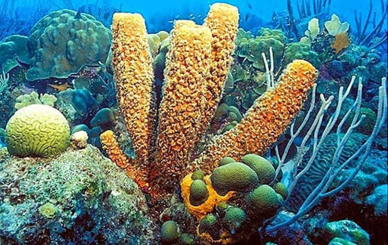 Sycon SYCON GDS & EQUIPMENTS