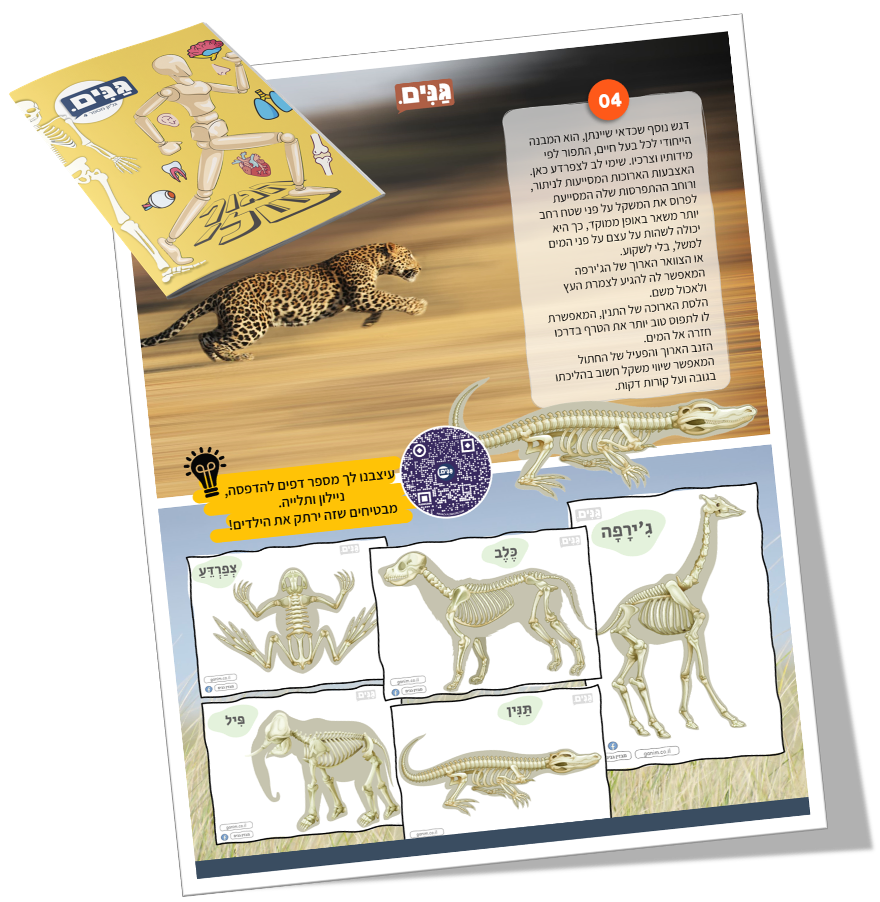 The inner body sheet