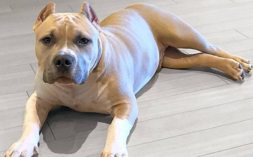 Micro Pitbull
