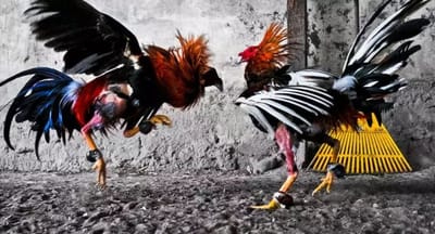 ไก่ชนออนไลน์ กับการเดิมพัน