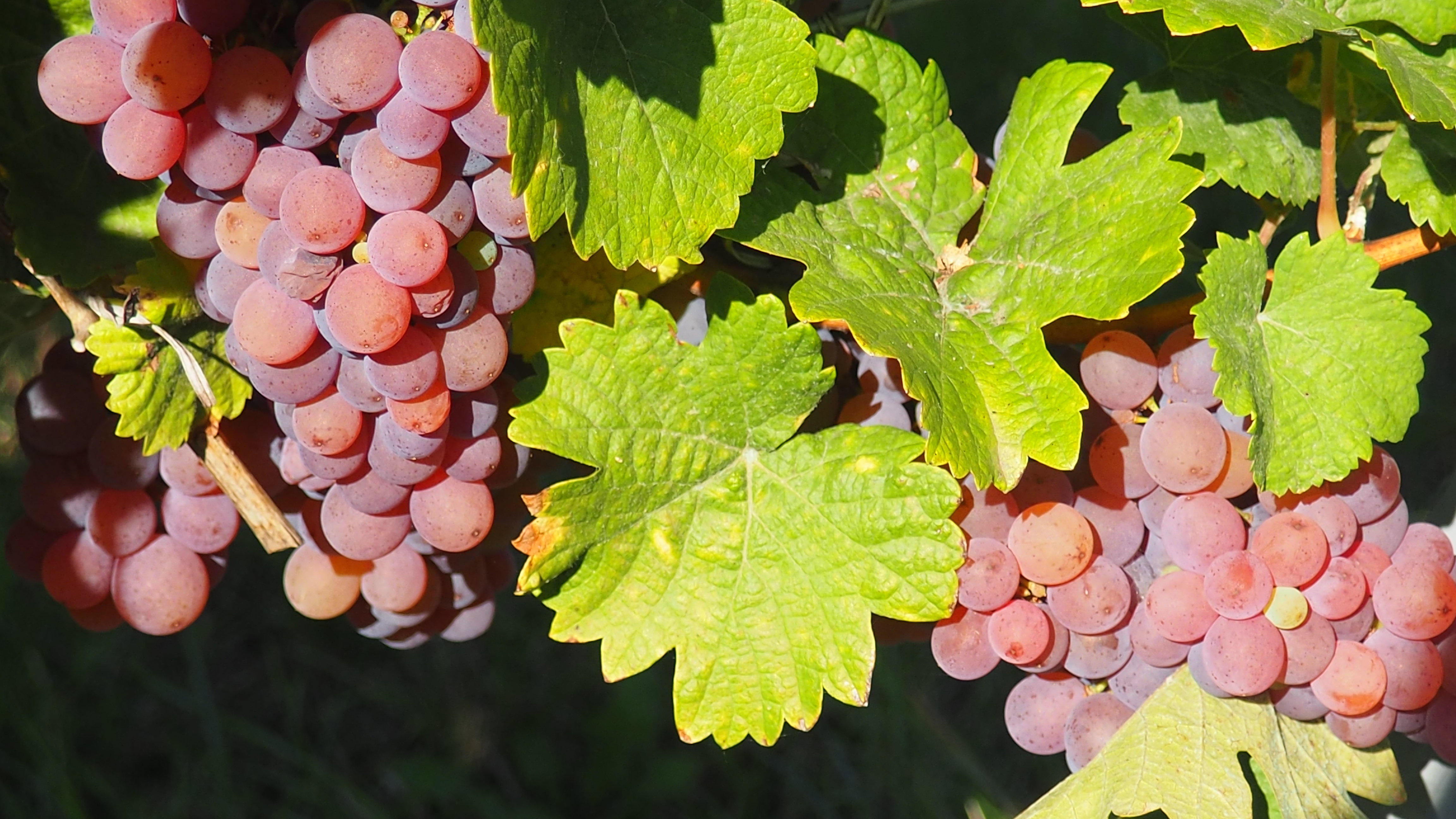 Vitis vinifera, vine, grape