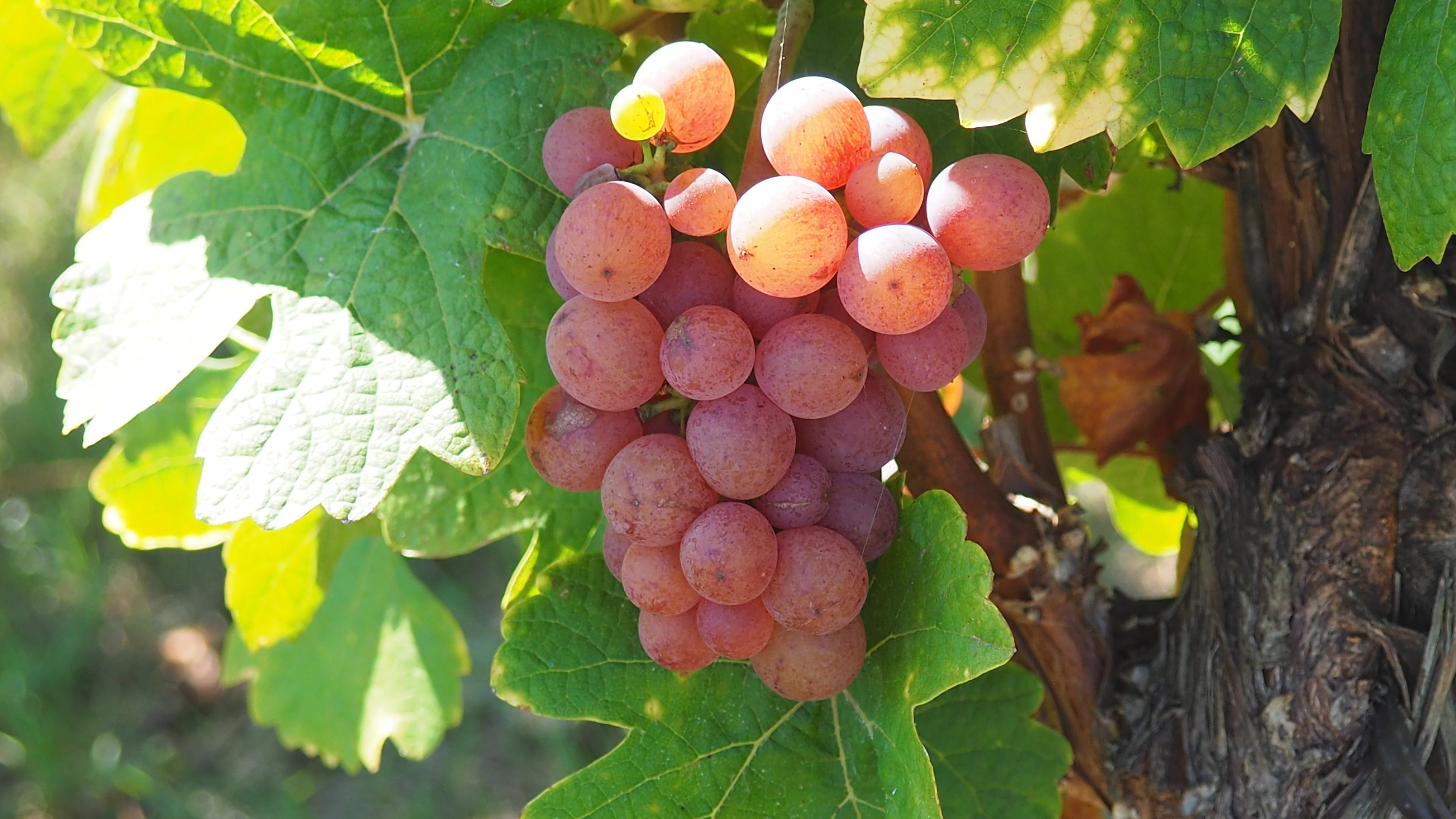 Vitis vinifera, vine, grape