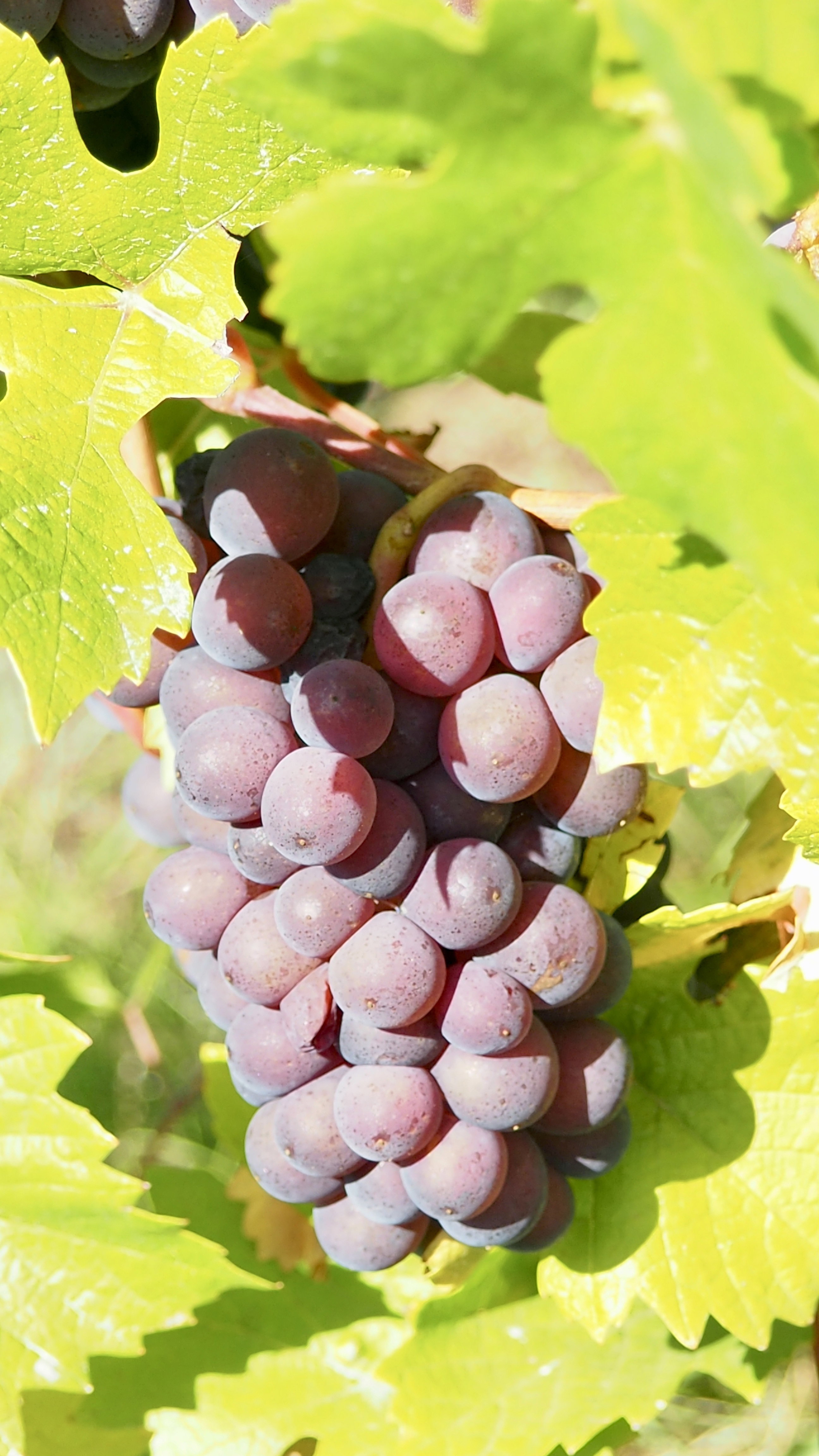 Vitis vinifera, vine, grape