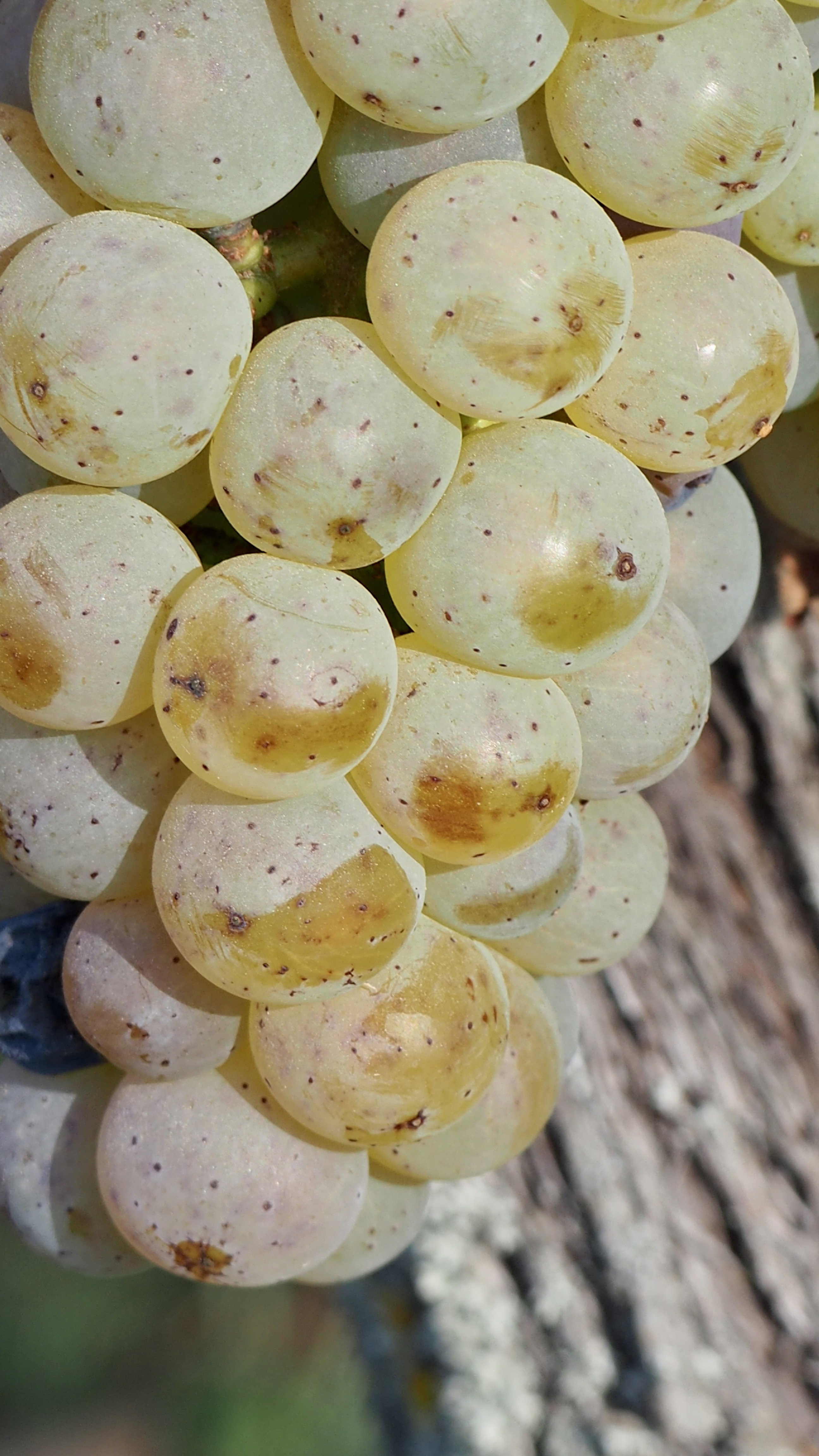 Vitis vinifera, vine, grape