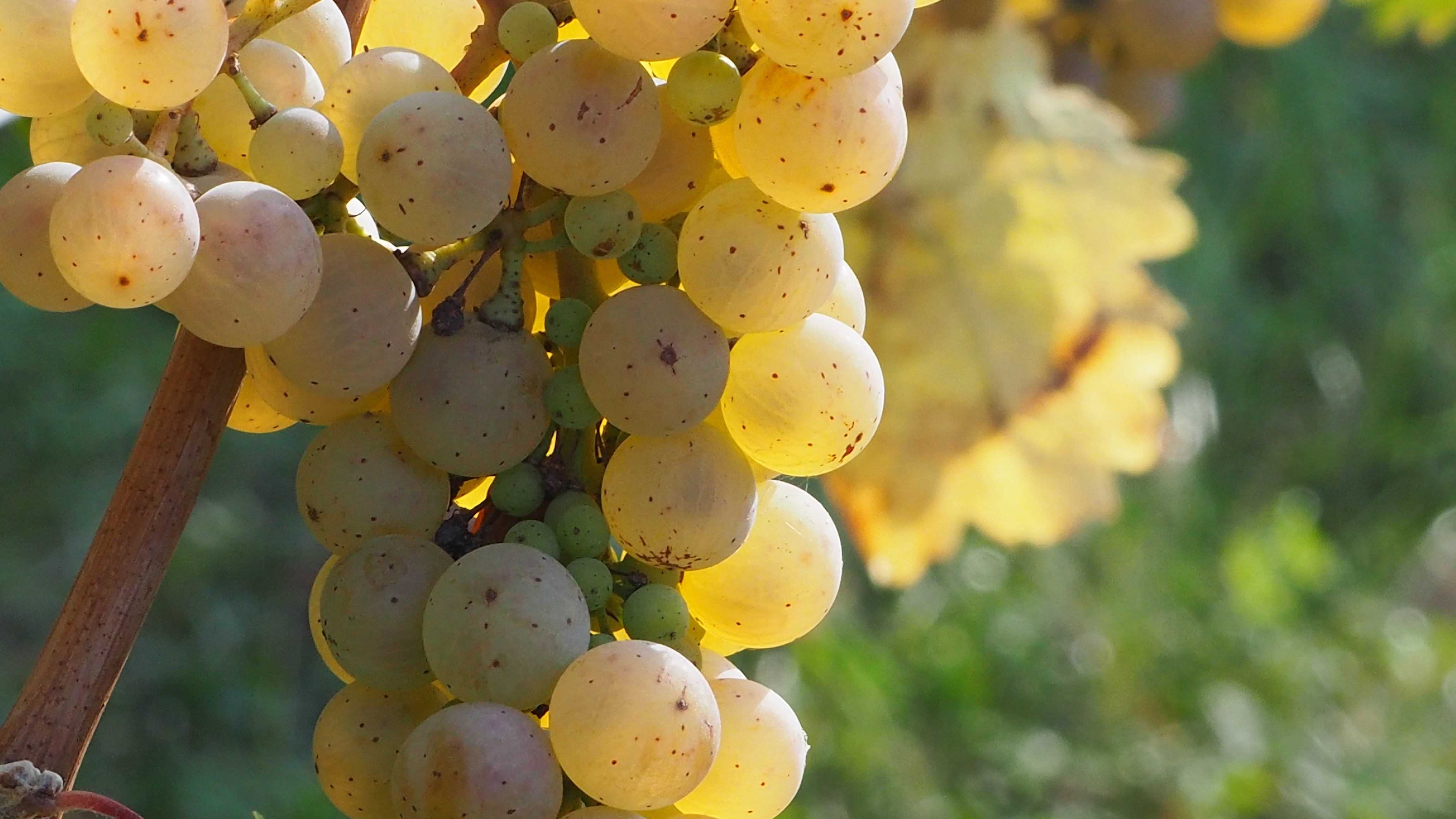 Vitis vinifera, vine, grape