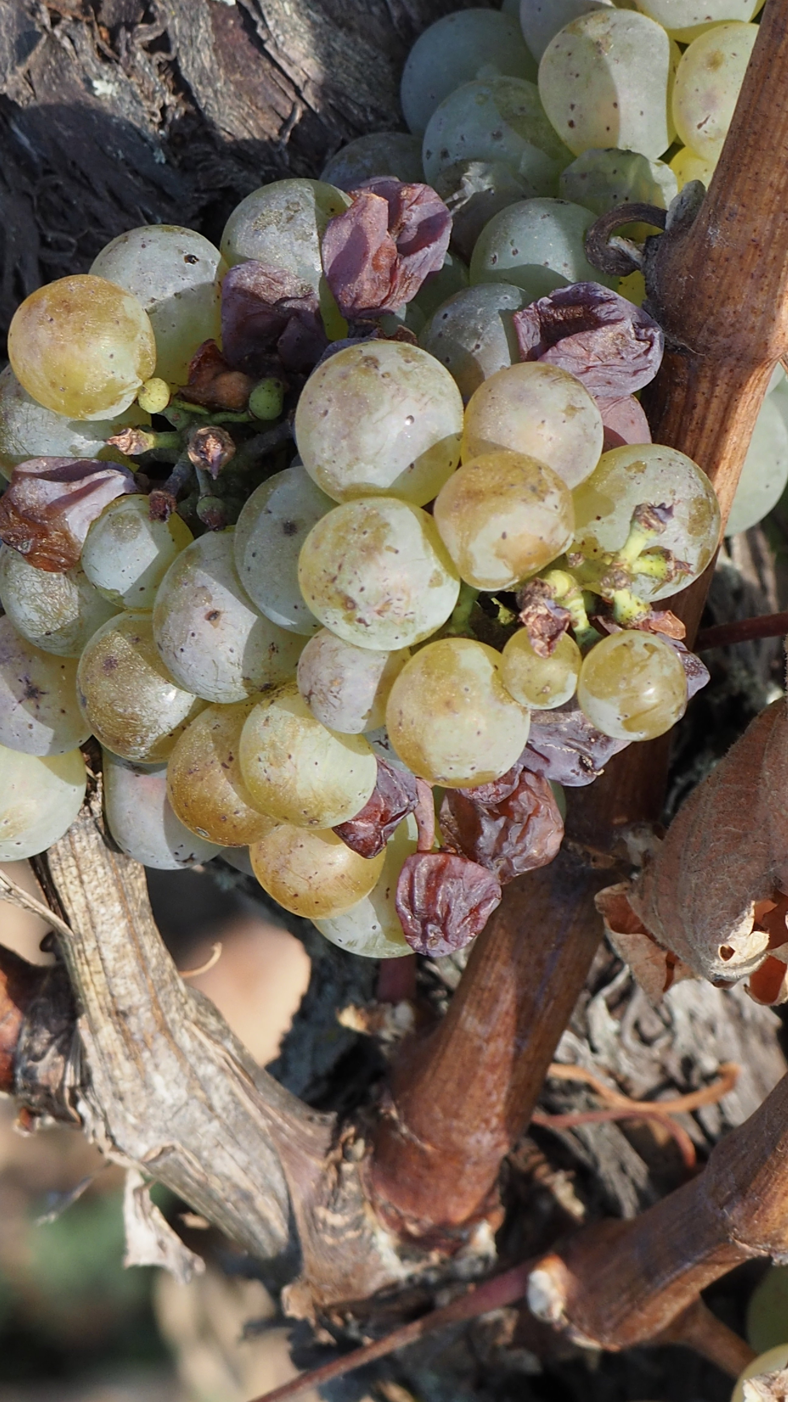 Vitis vinifera, vine, grape
