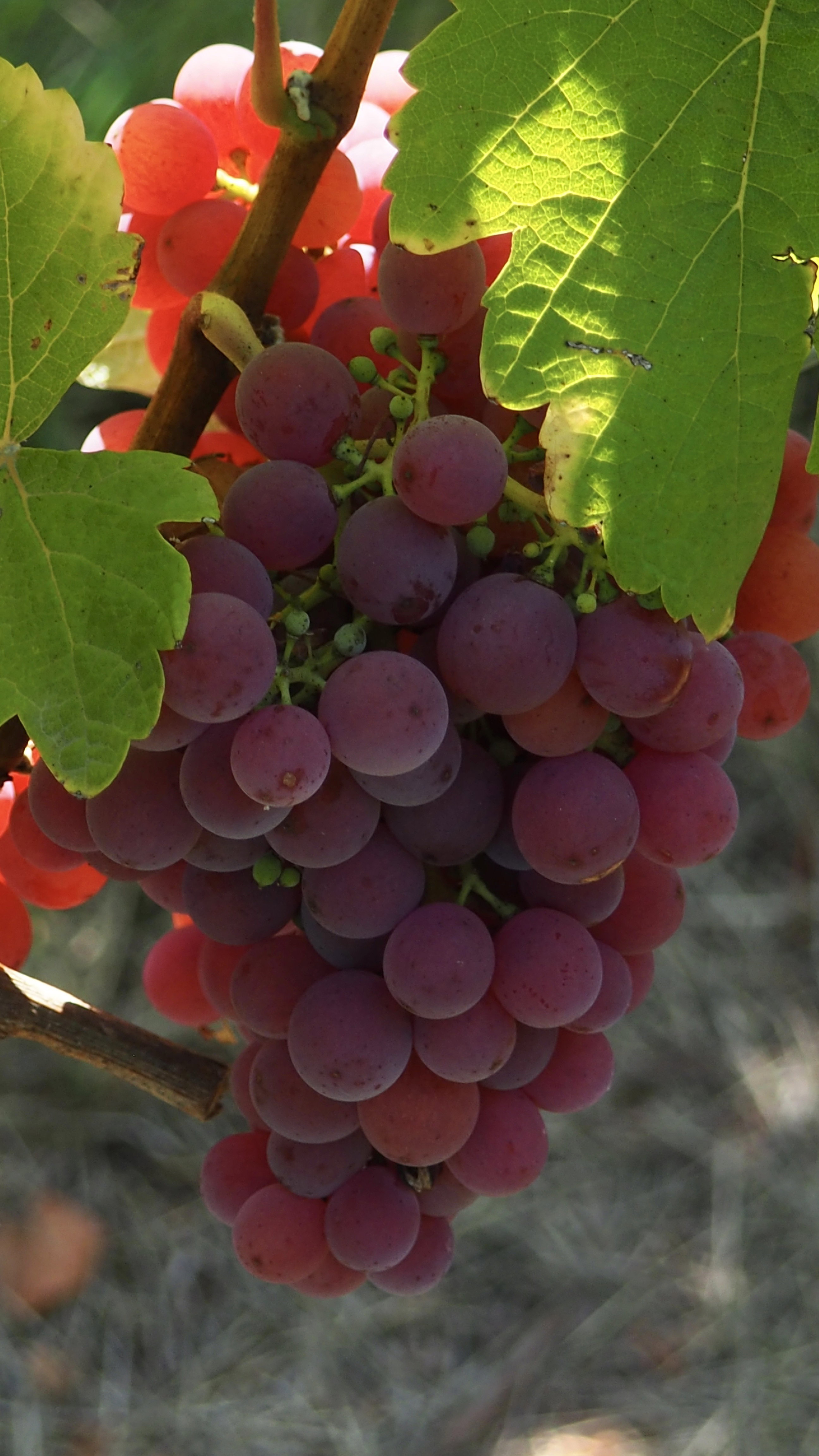 Vitis vinifera, vine, grape