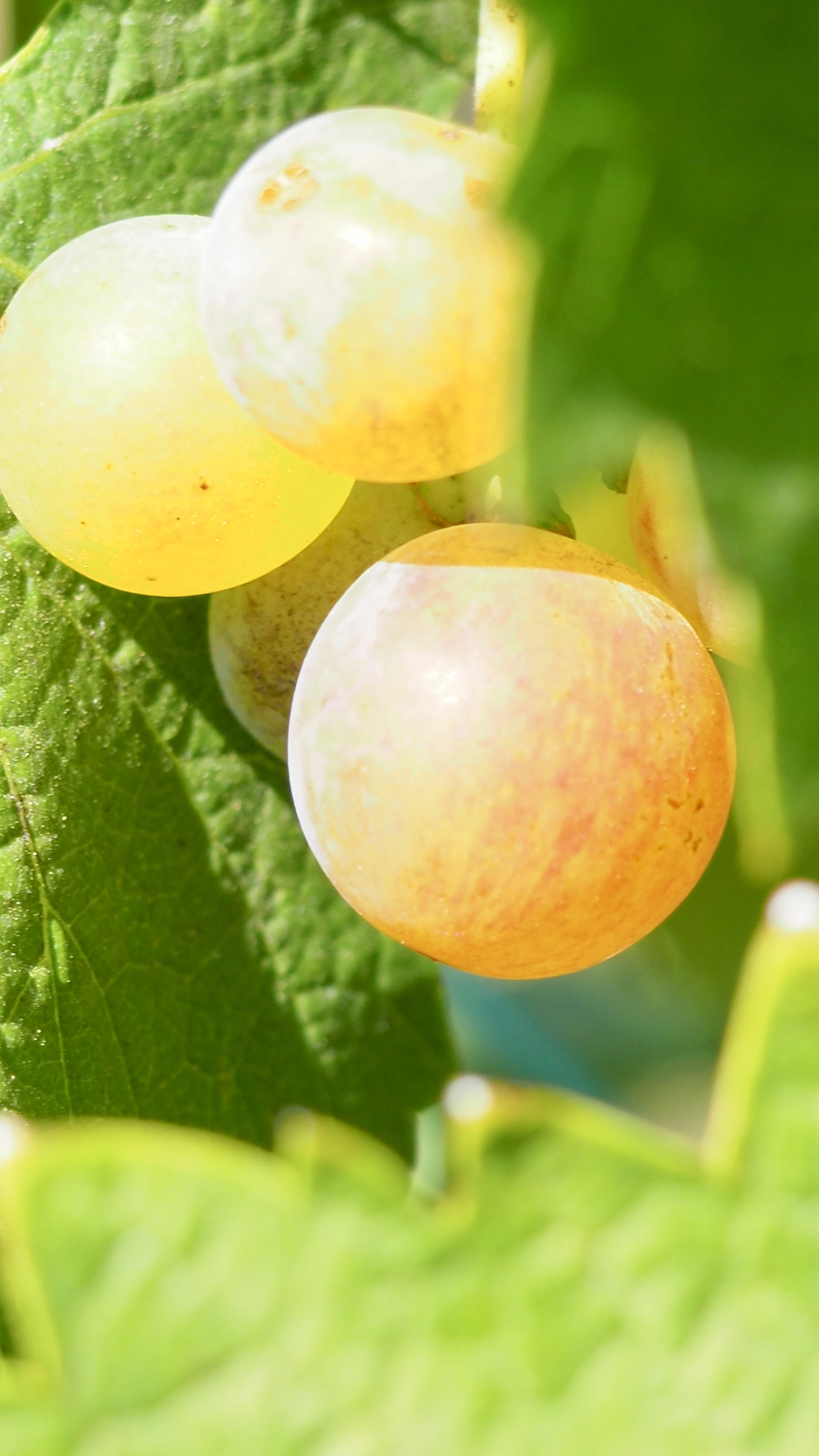 Vitis vinifera, vine, grape