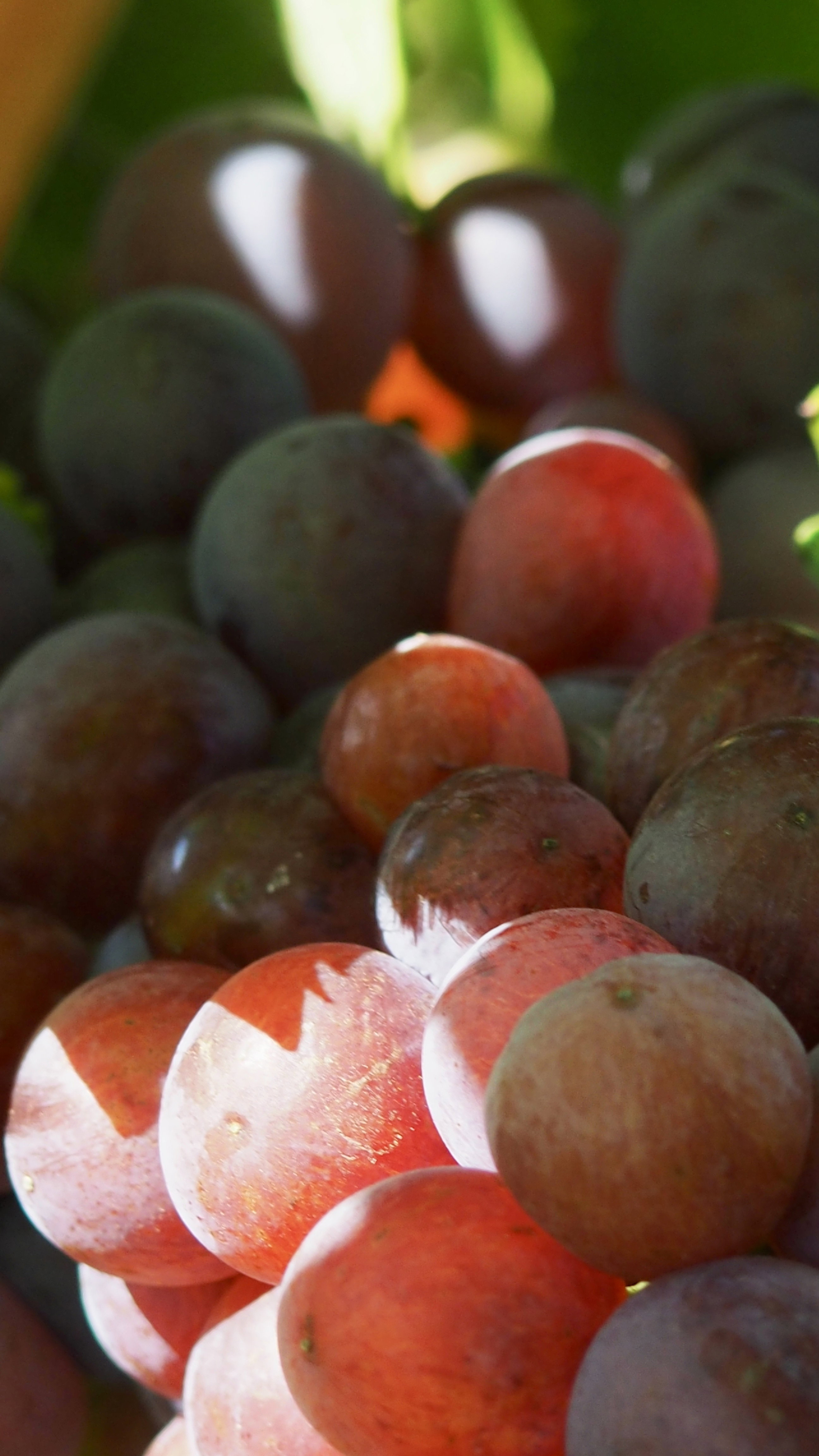 Vitis vinifera, vine, grape