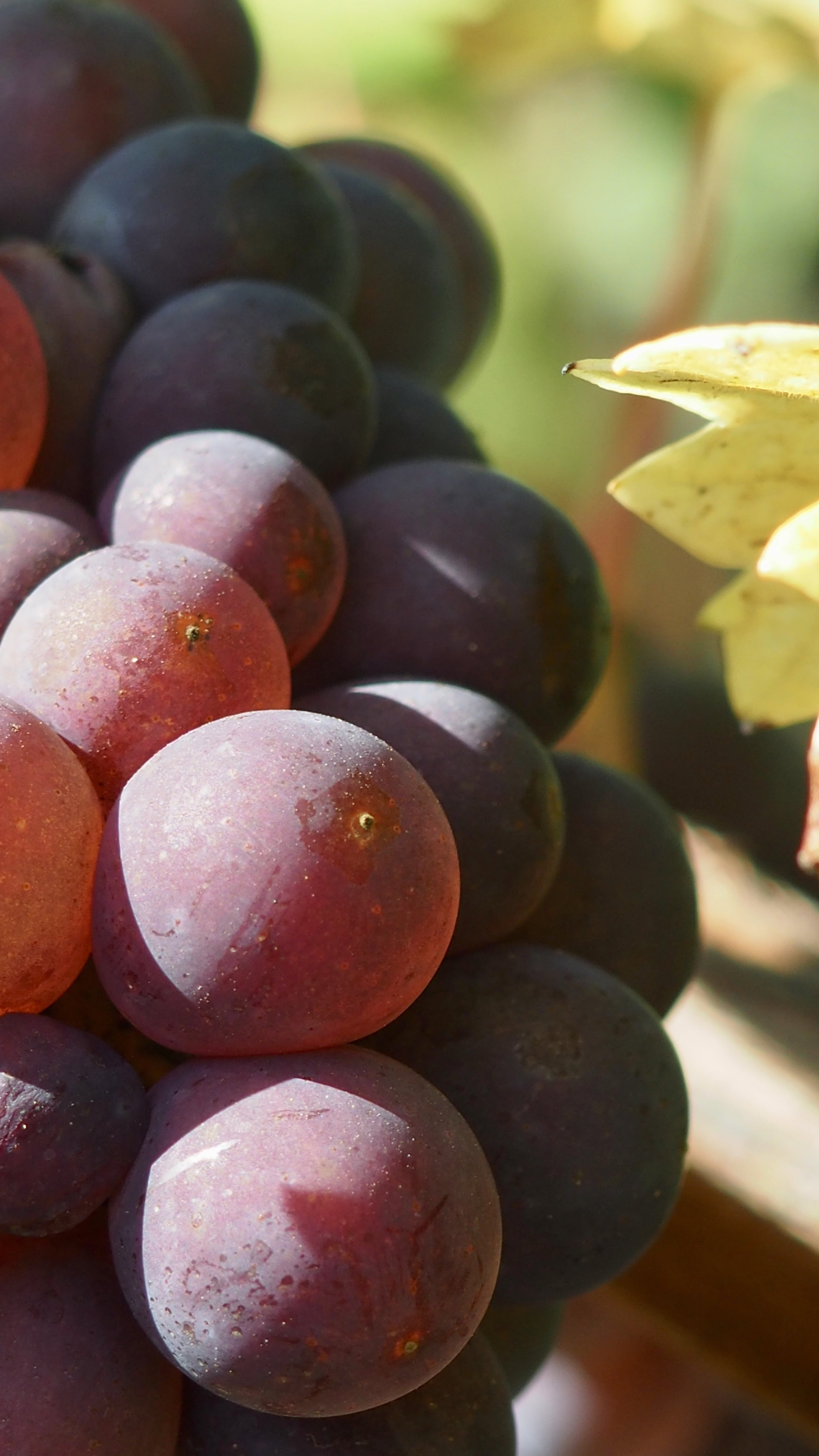 Vitis vinifera, vine, grape