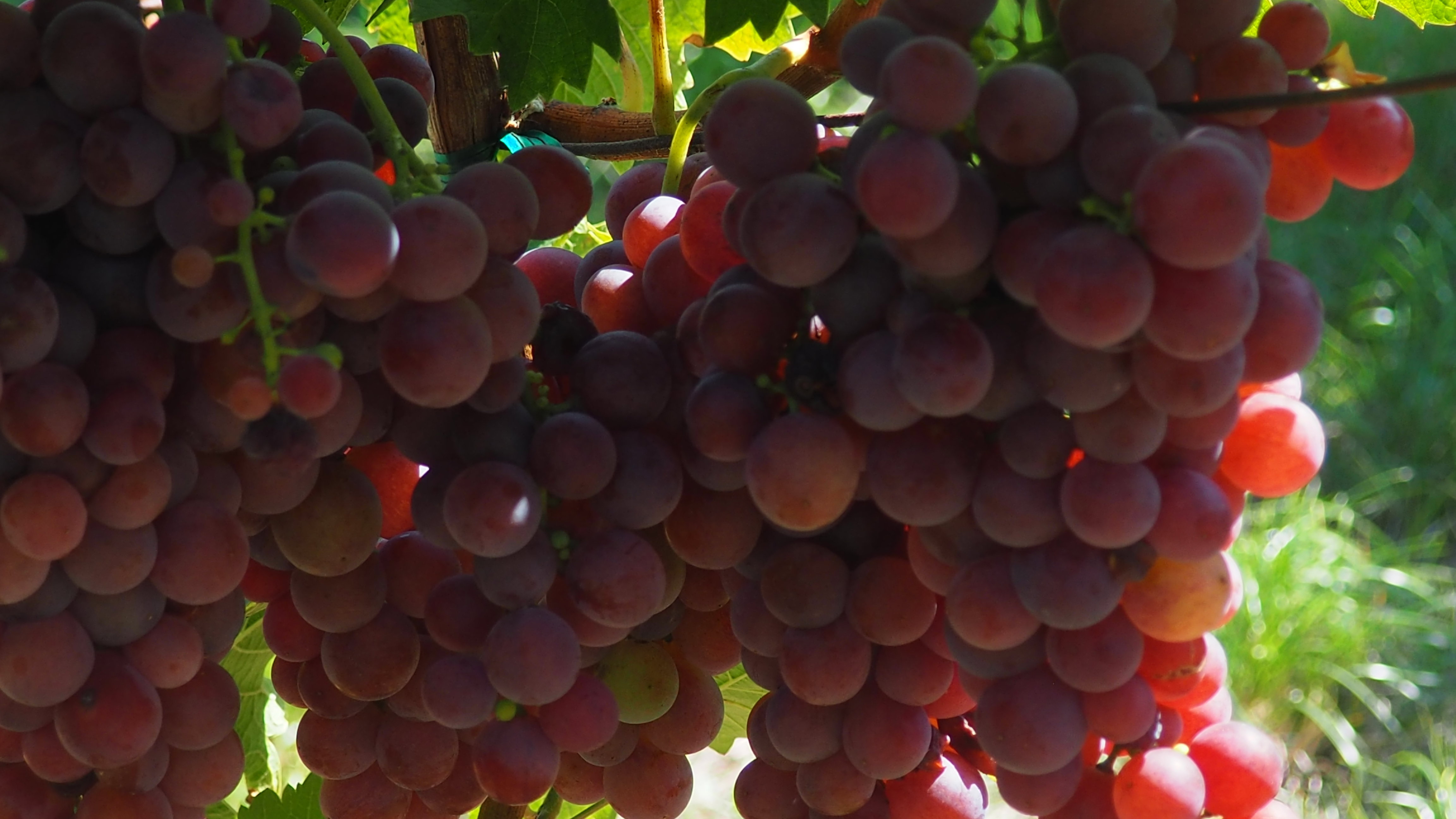 Vitis vinifera, vine, grape