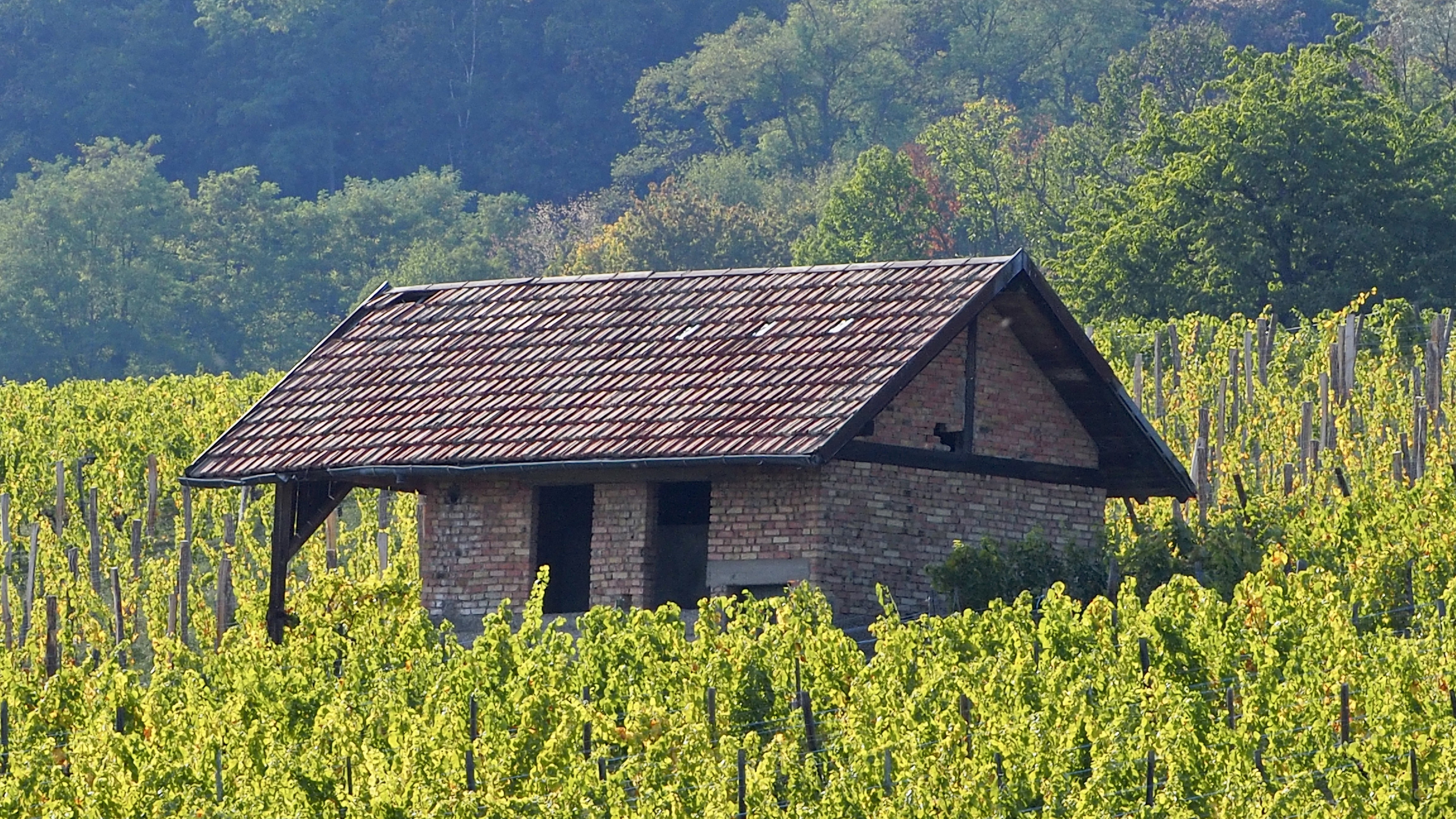 Vitis vinifera, vine, grape