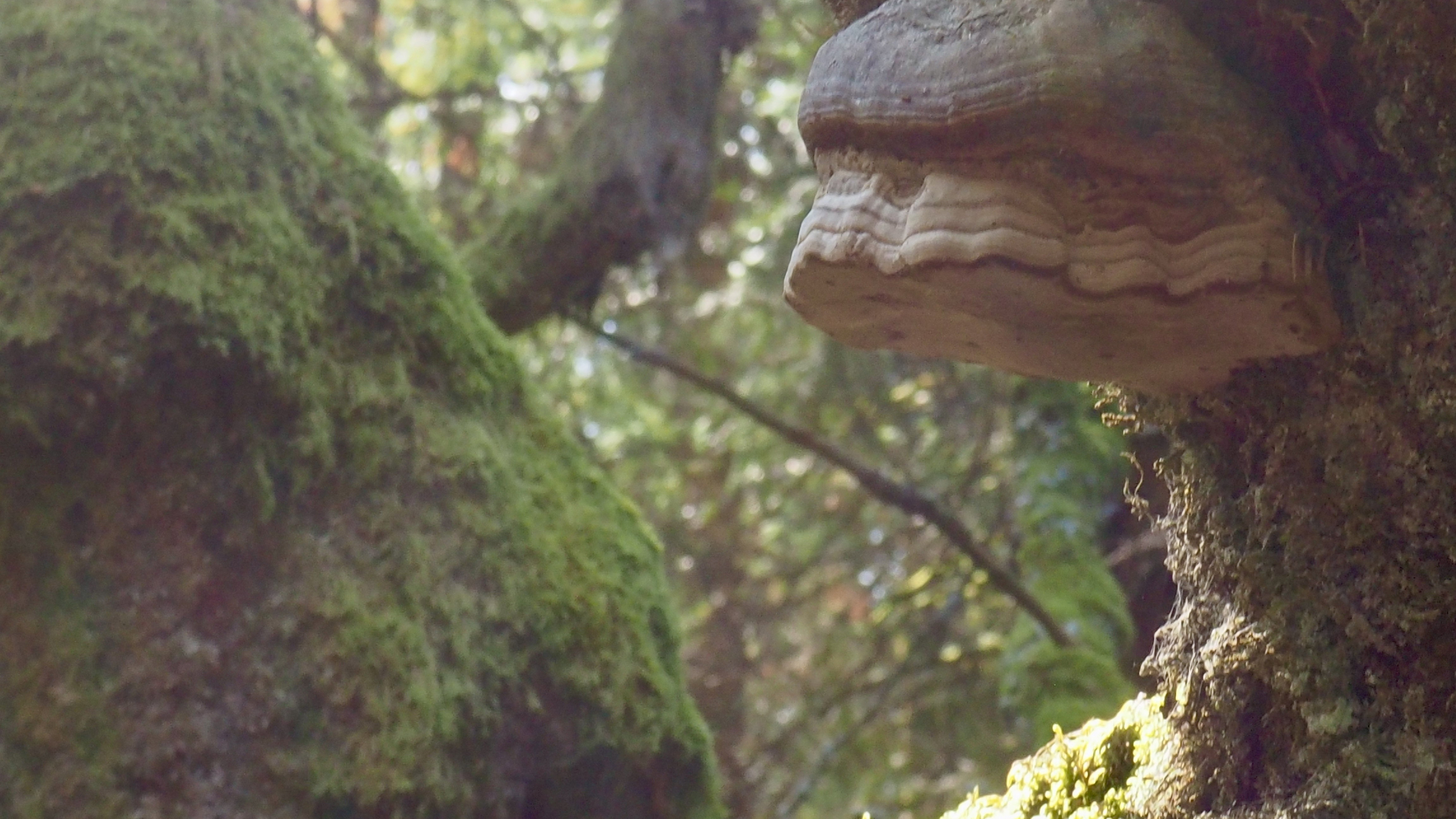 What is man in nature?