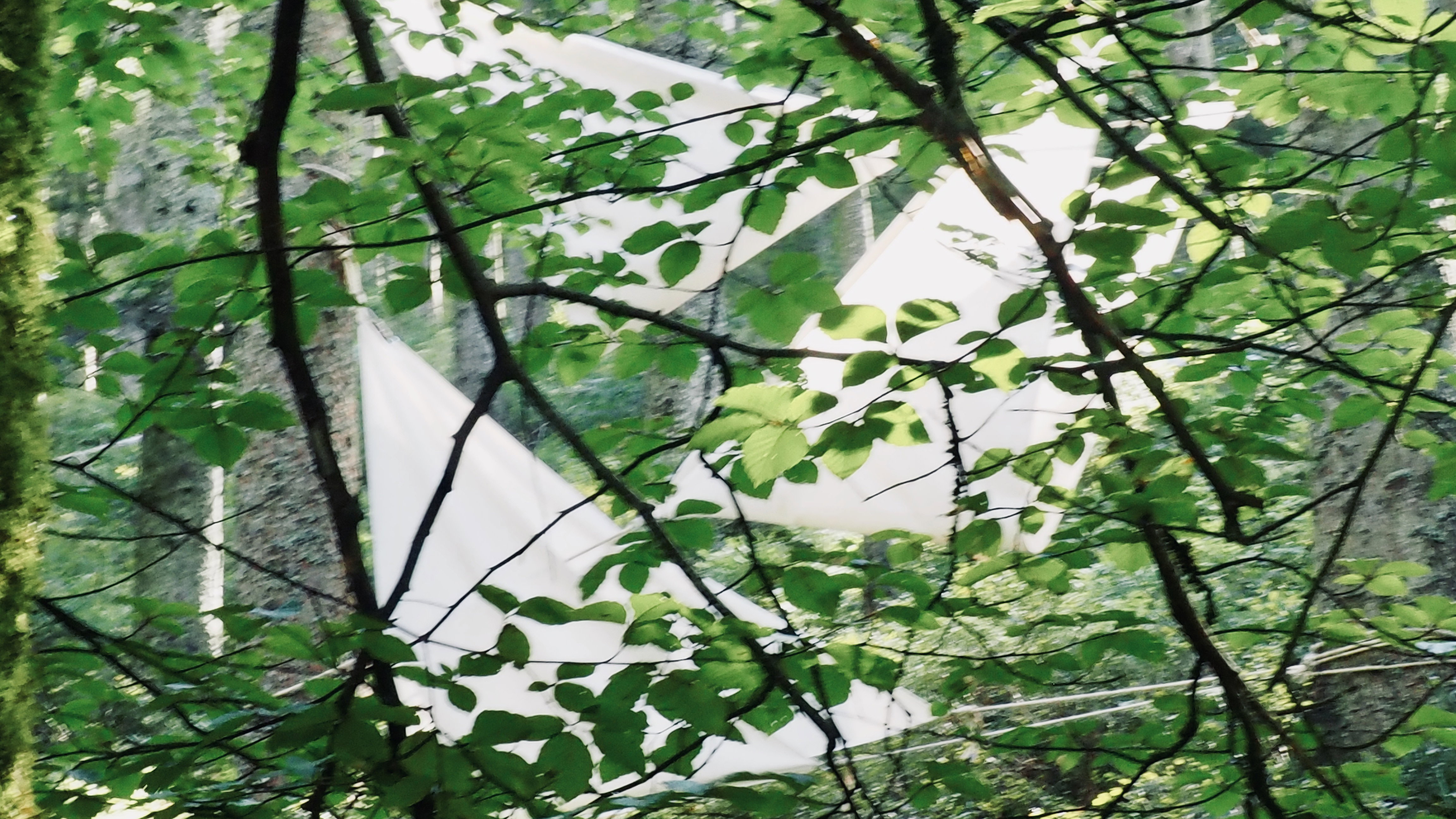 Art in the heart of forests.