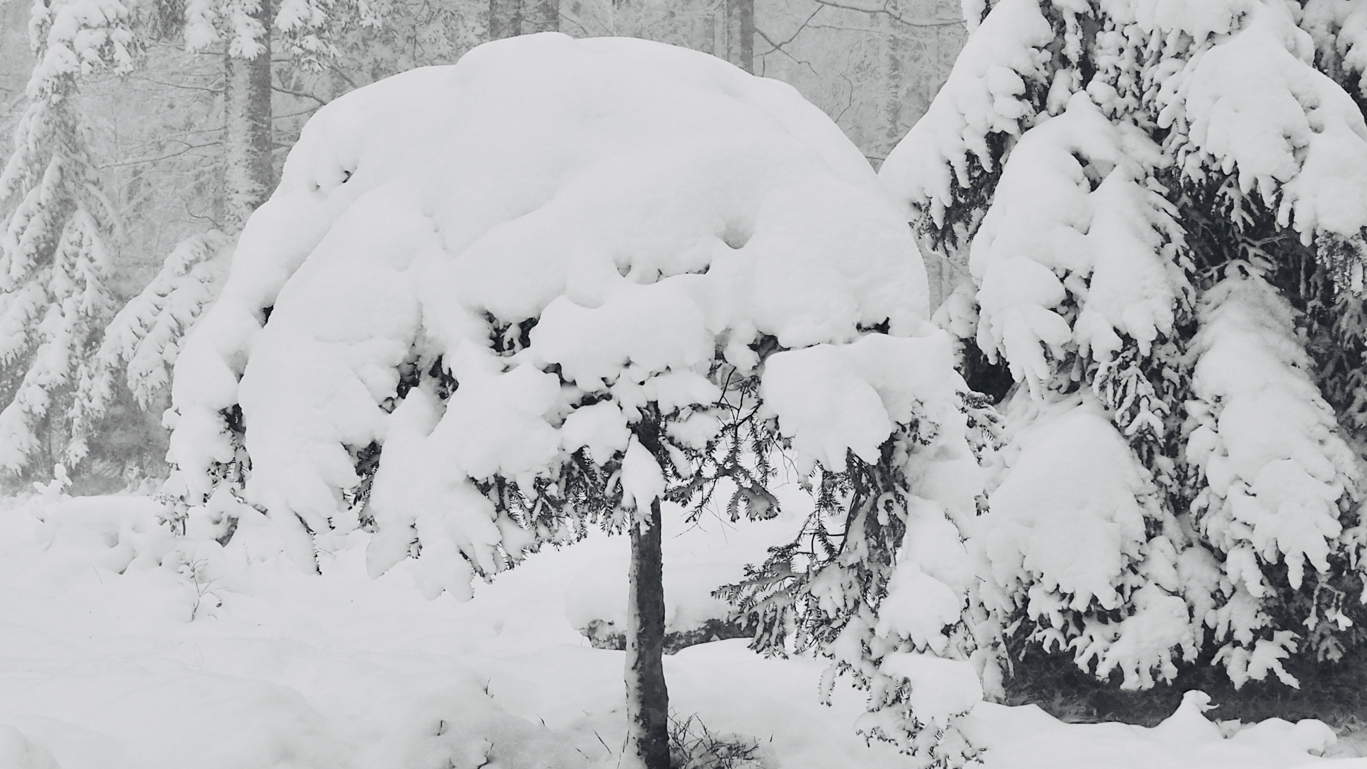 It always takes a winter to rock a spring!