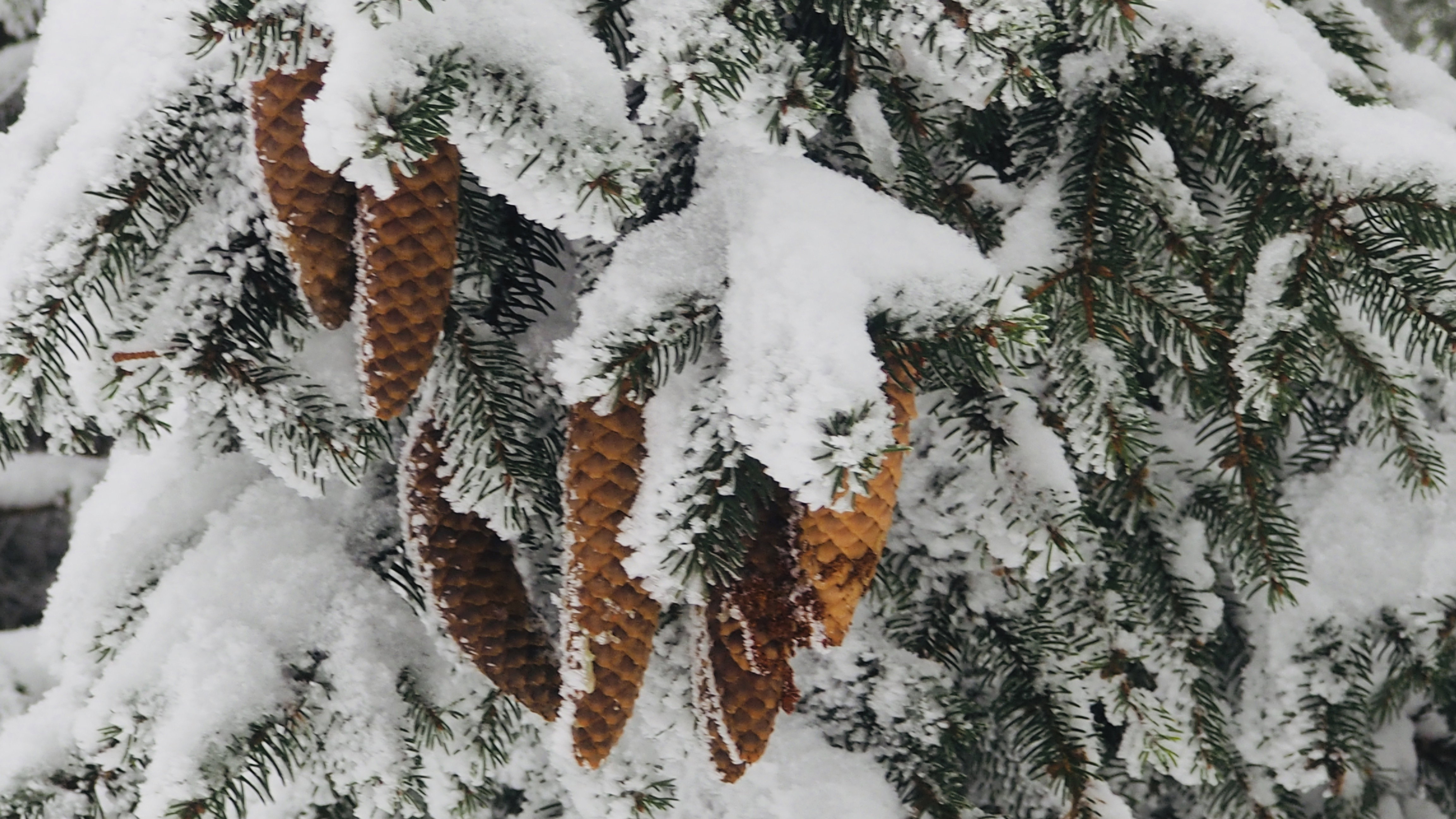 It always takes a winter to rock a spring!
