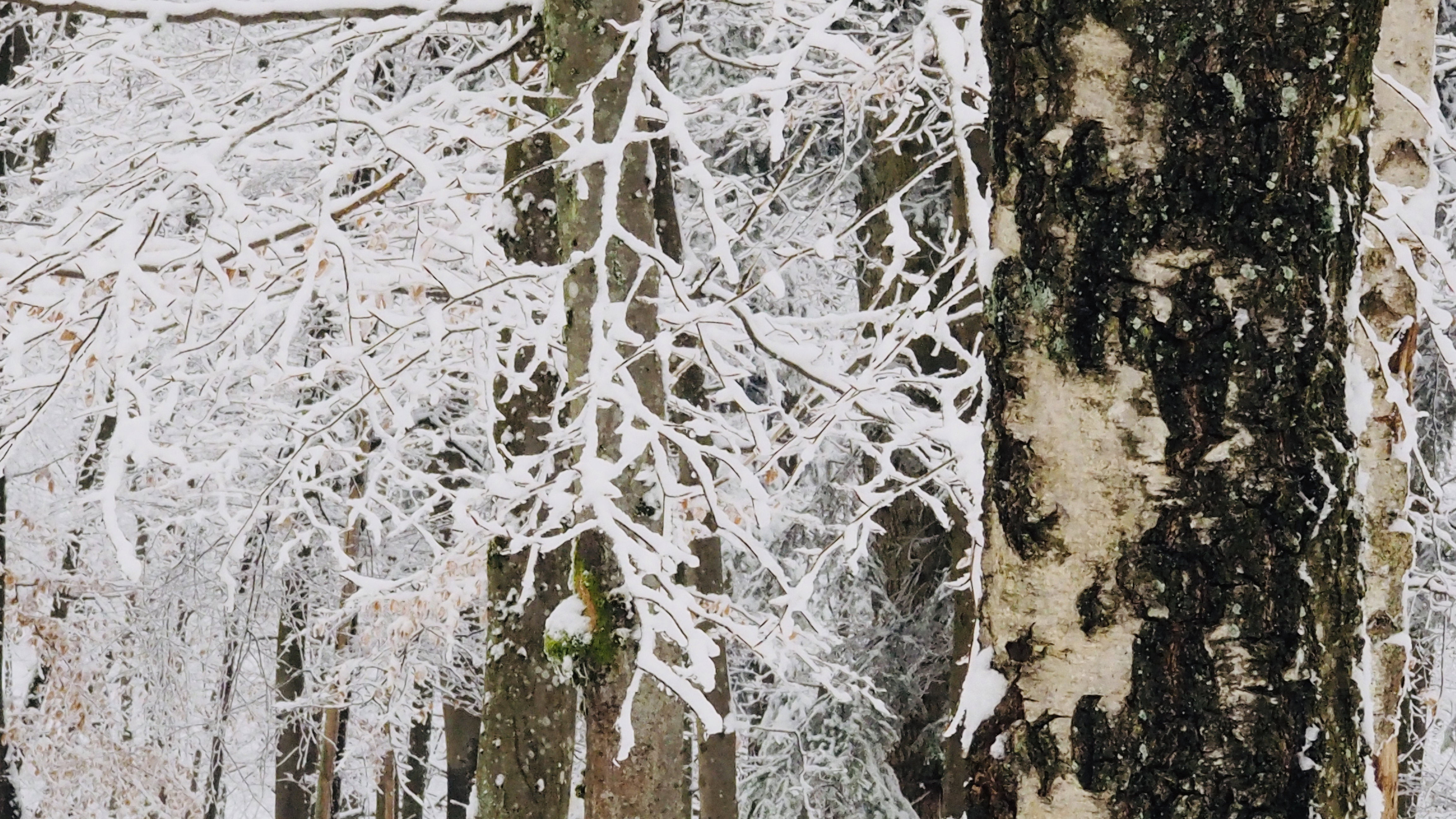 It always takes a winter to rock a spring!