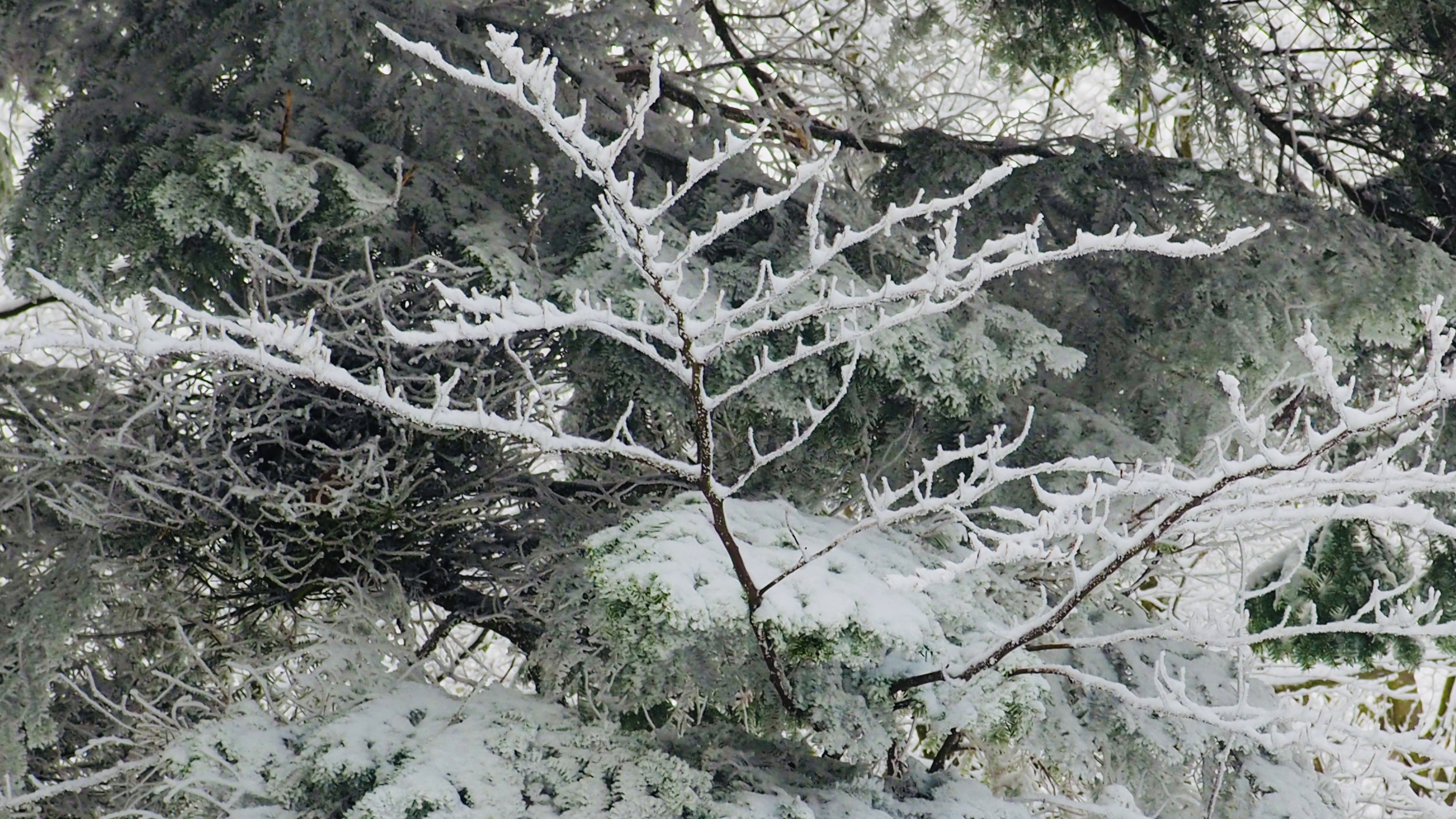 It always takes a winter to rock a spring!