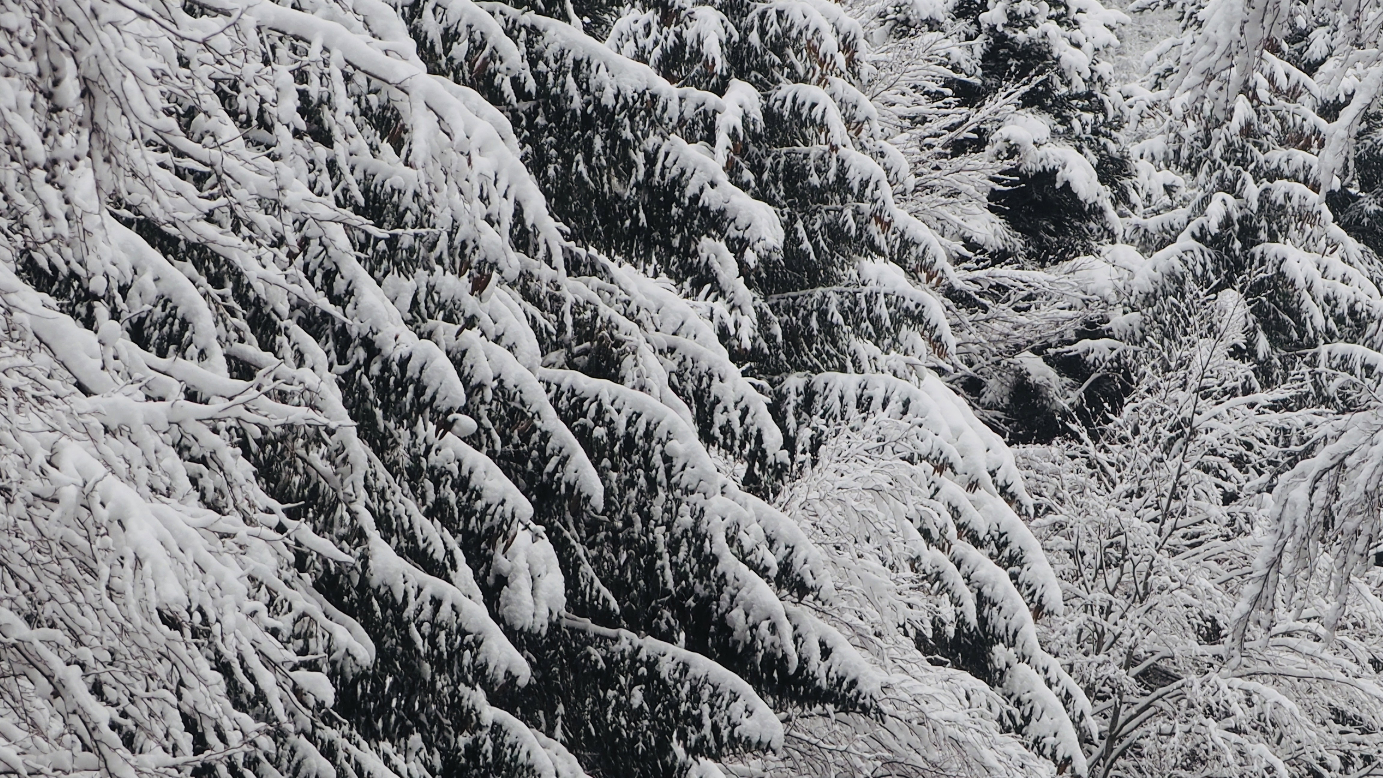 Winter 2020-2021 - It snowed