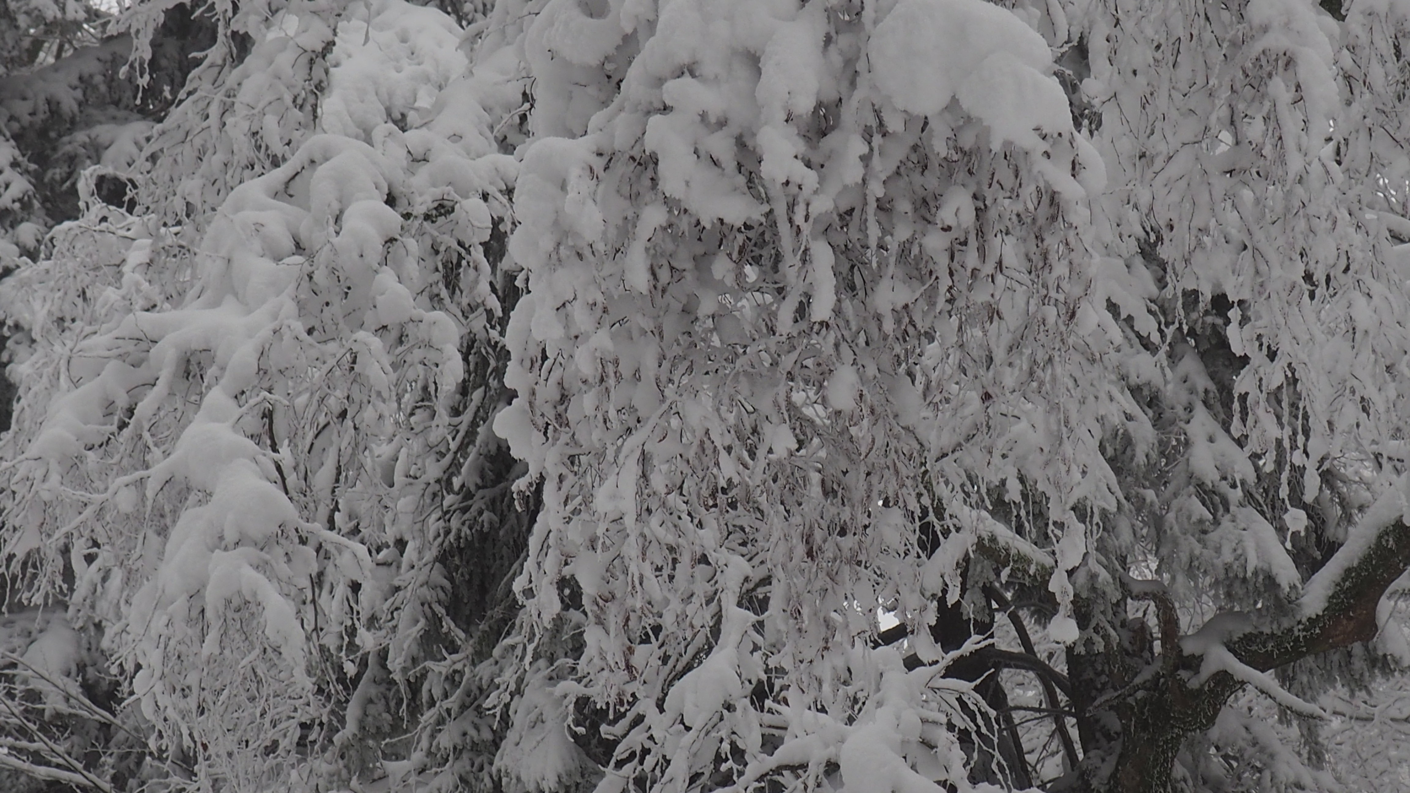 Winter 2020-2021 - It snowed