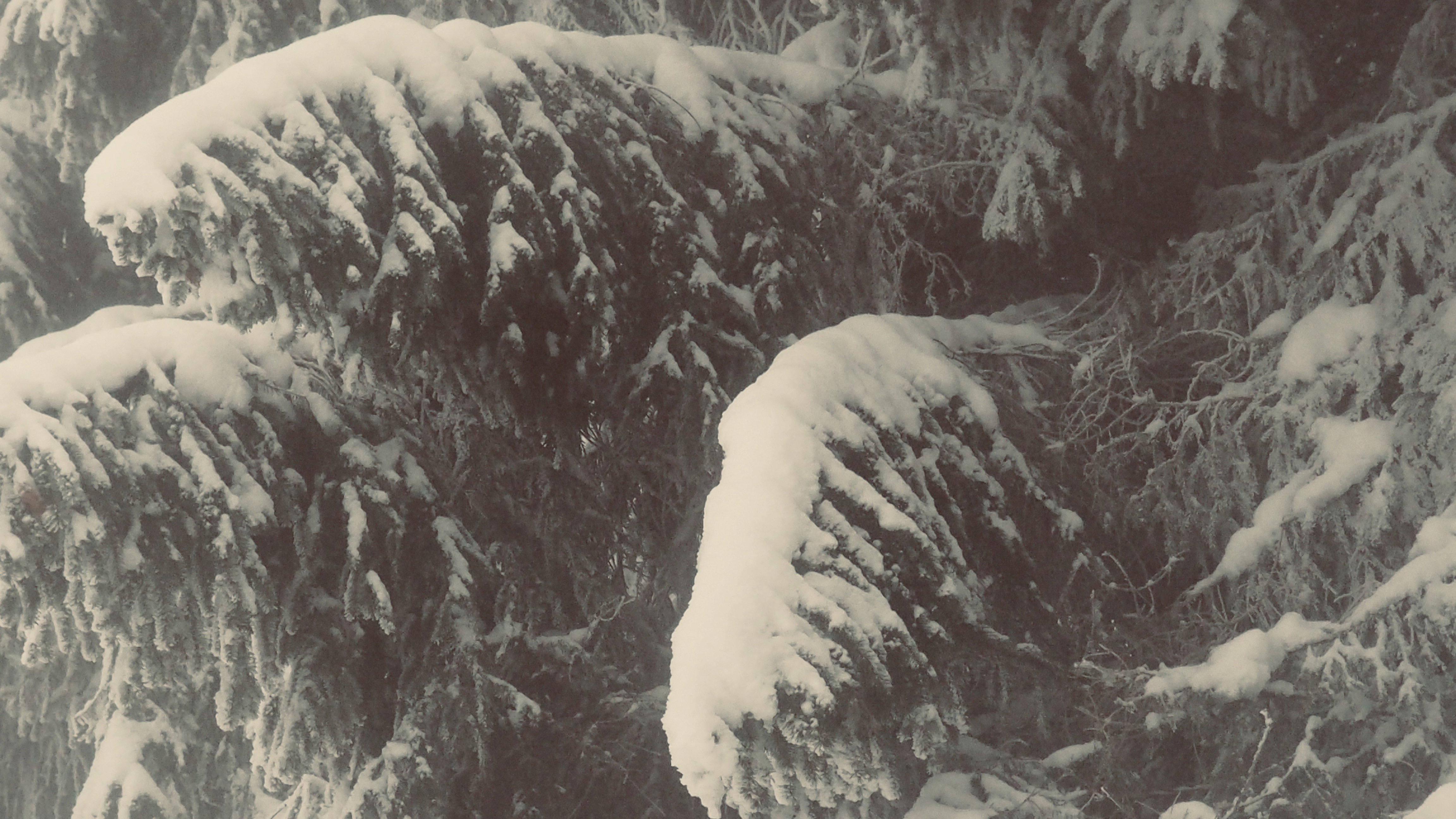 Winter 2020-2021 - It snowed