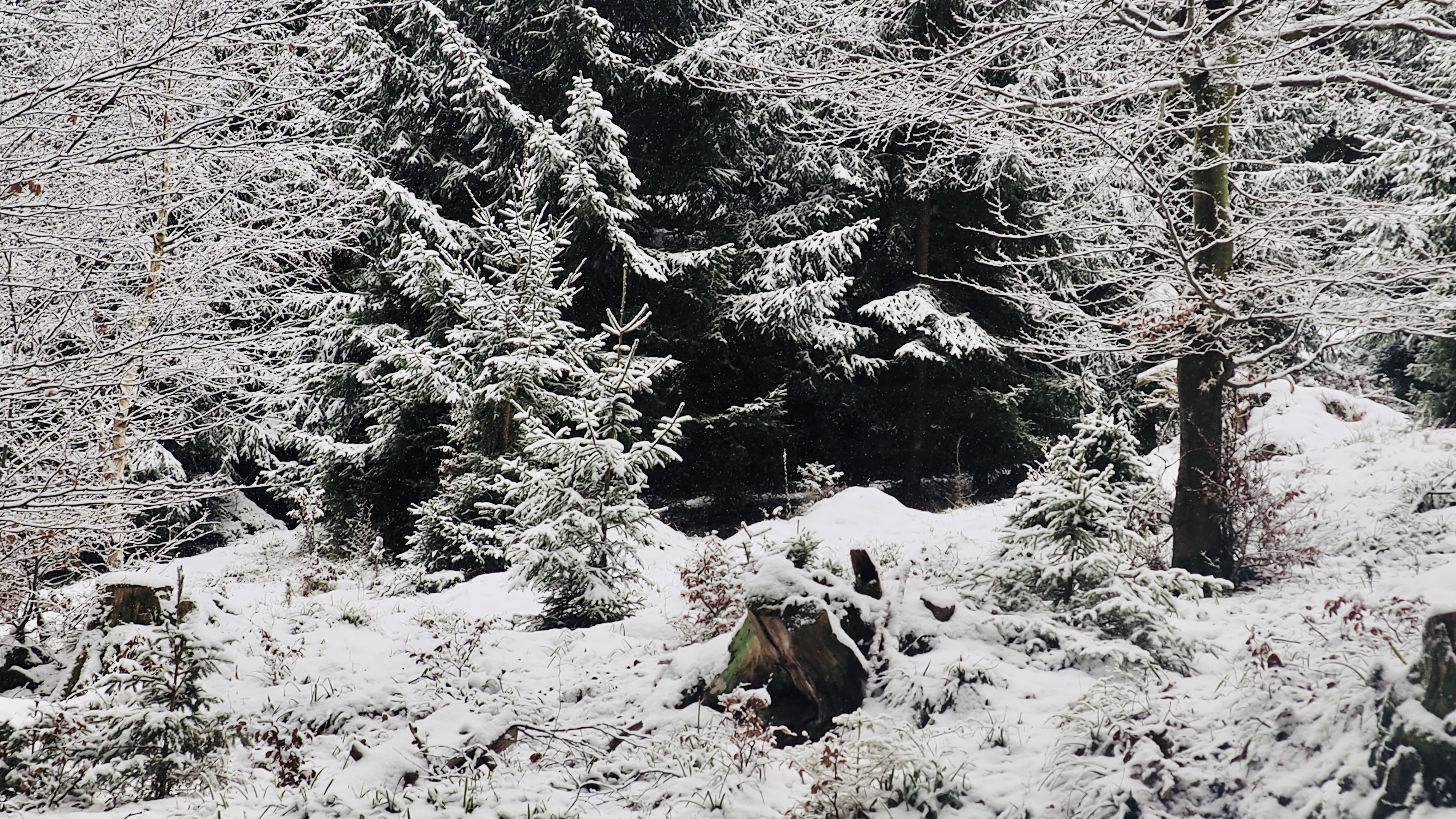 Winter 2020-2021 - It snowed