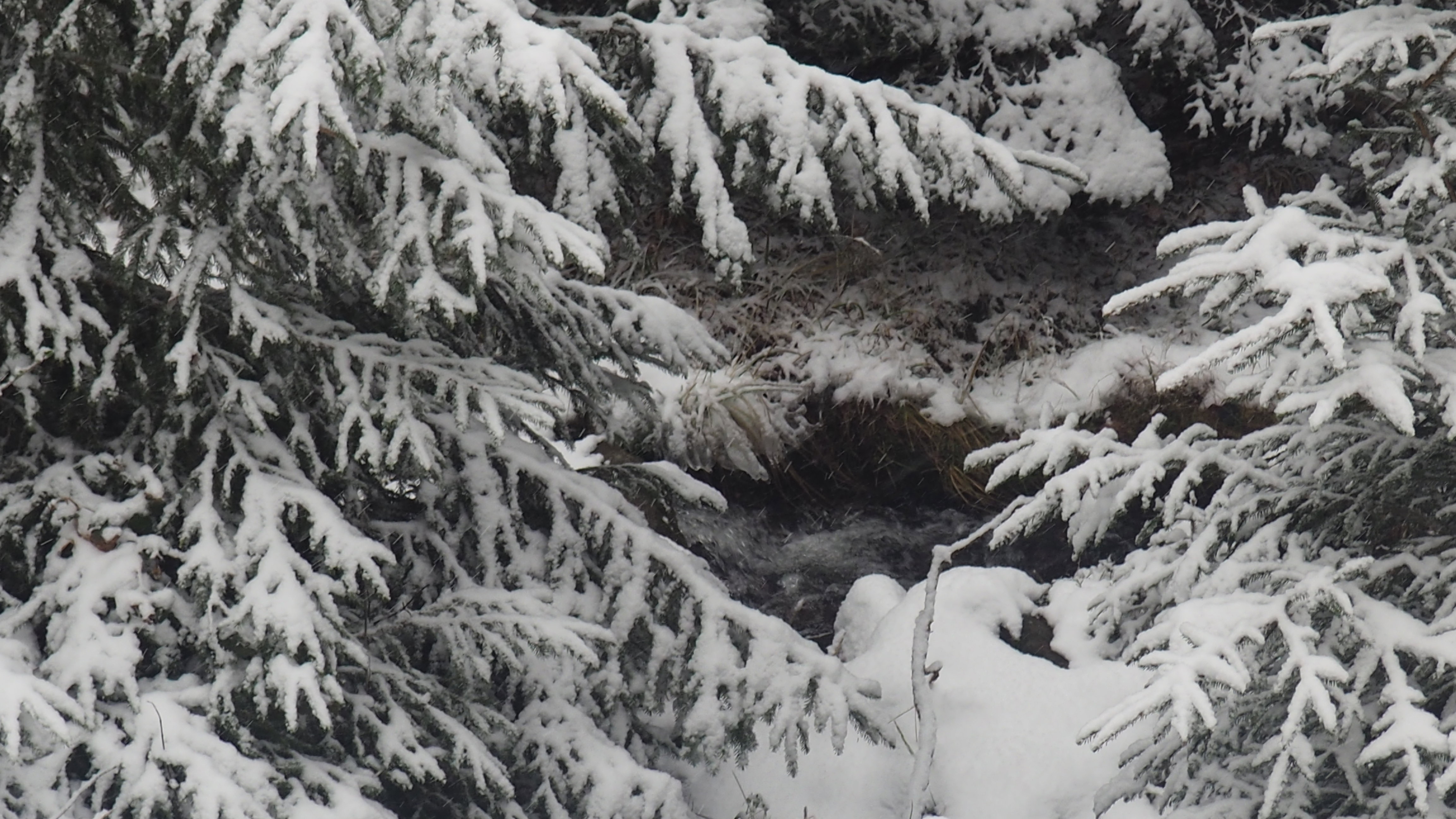 Winter 2020-2021 - It snowed