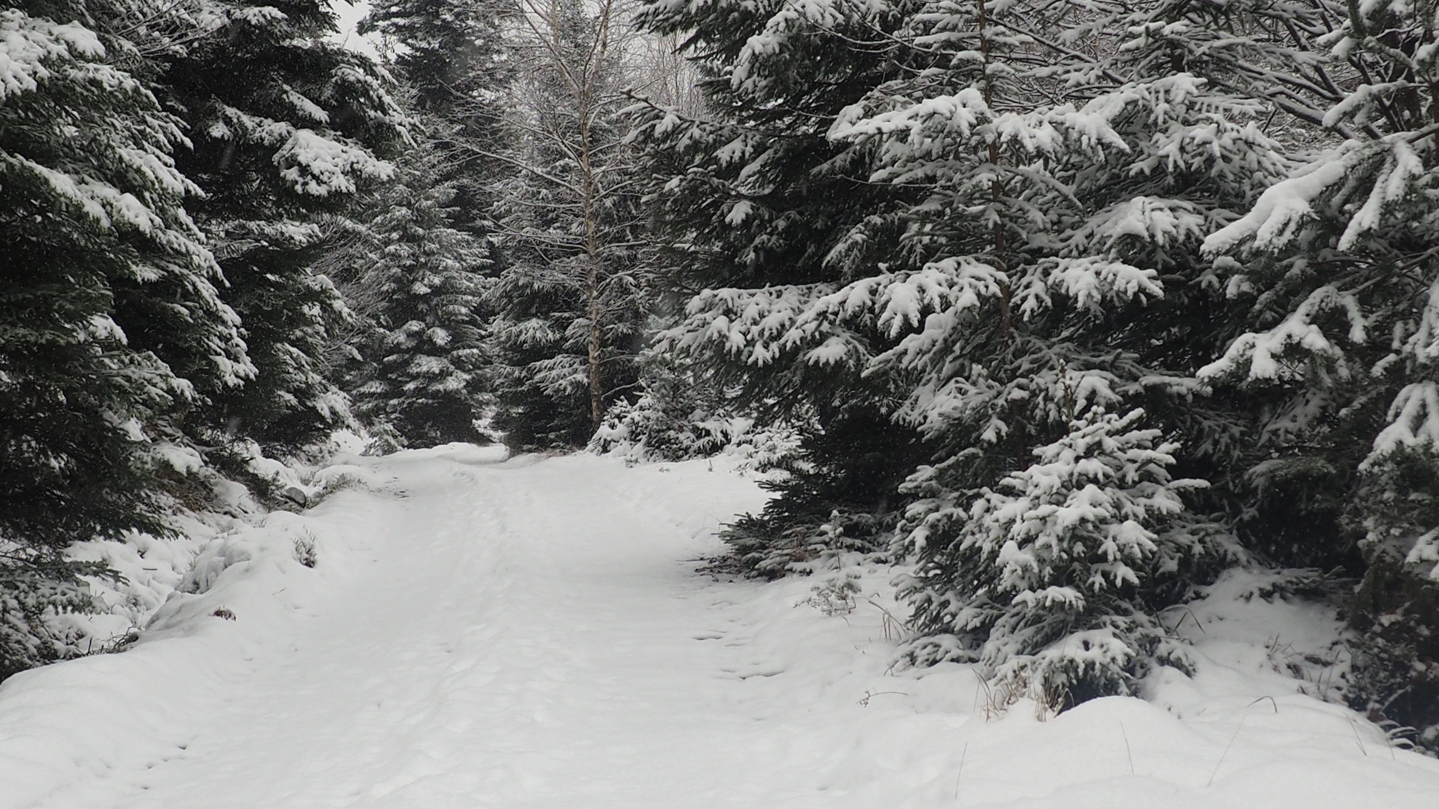 Winter 2020-2021 - It snowed