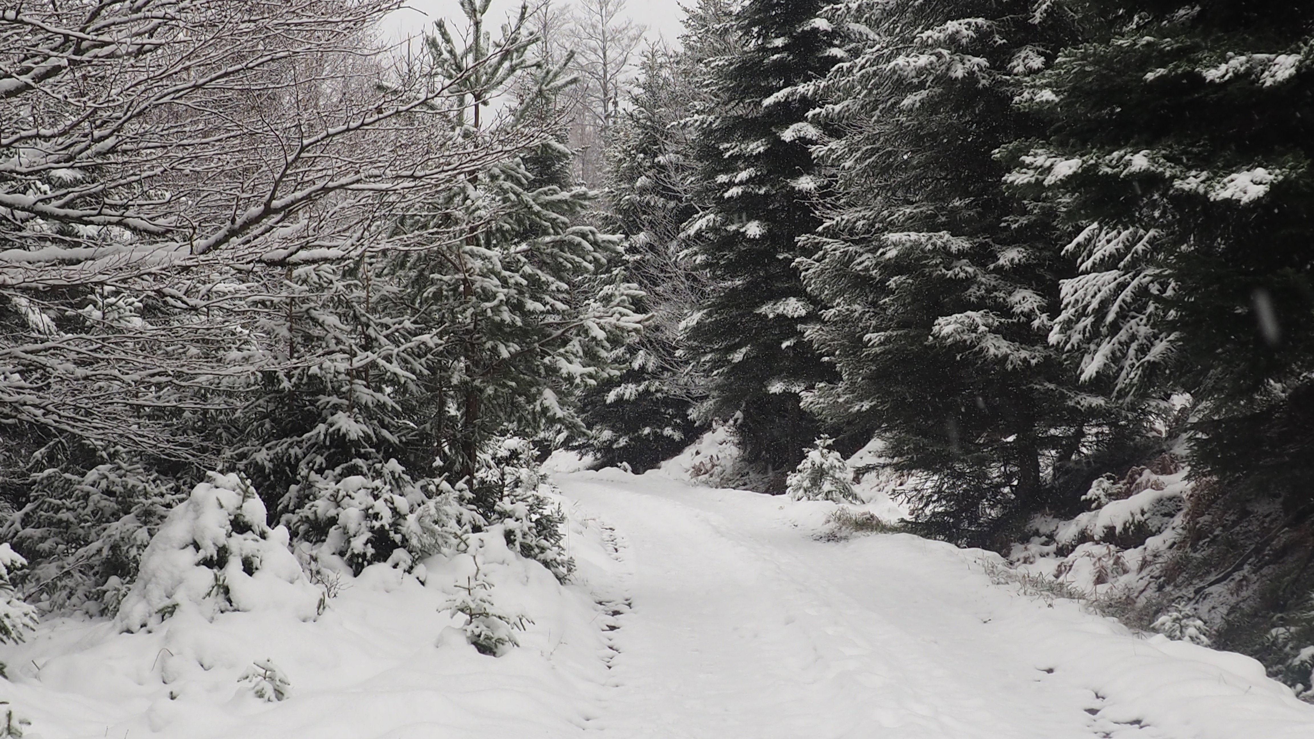 Winter 2020-2021 - It snowed