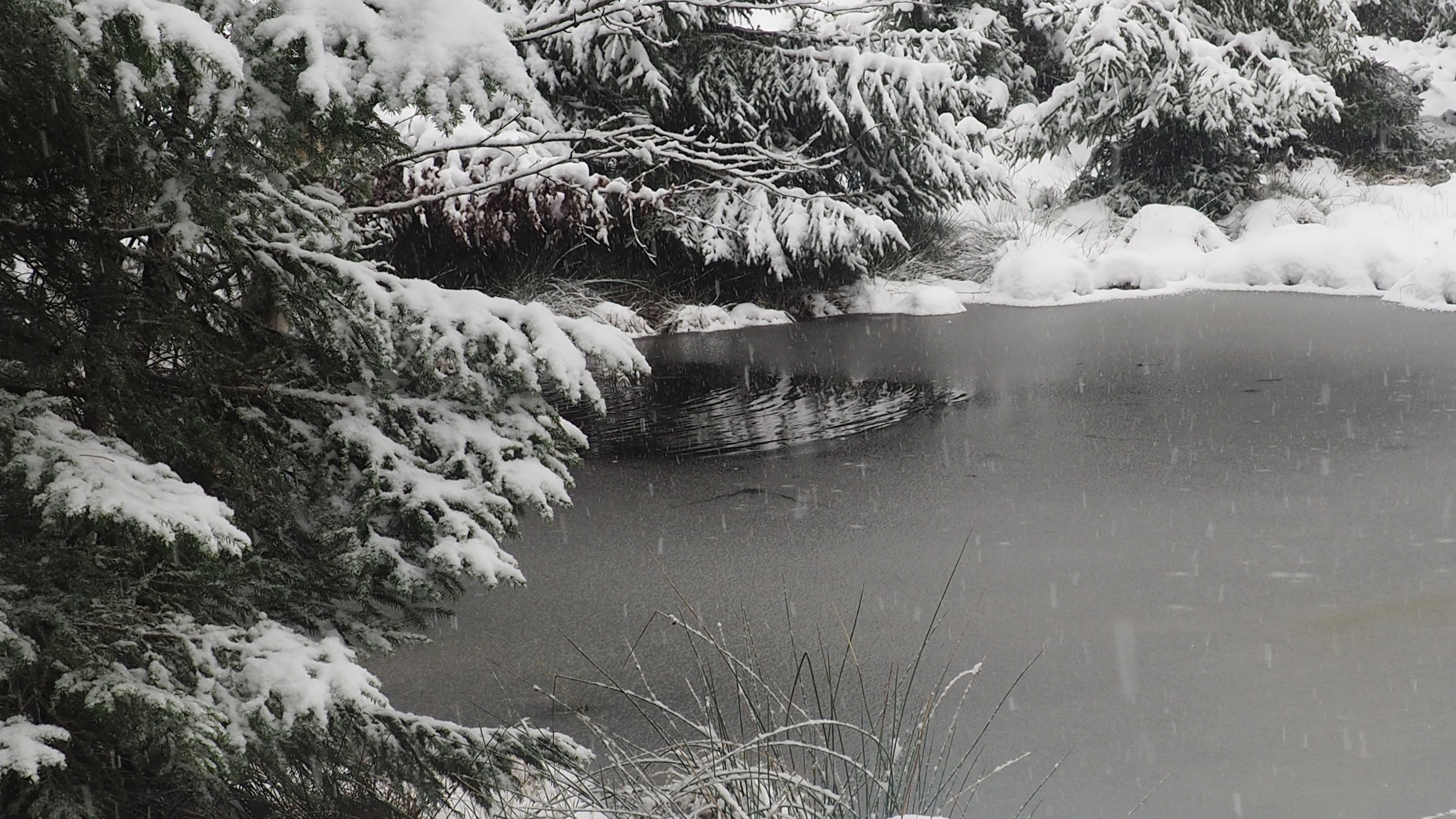 Winter 2020-2021 - It snowed