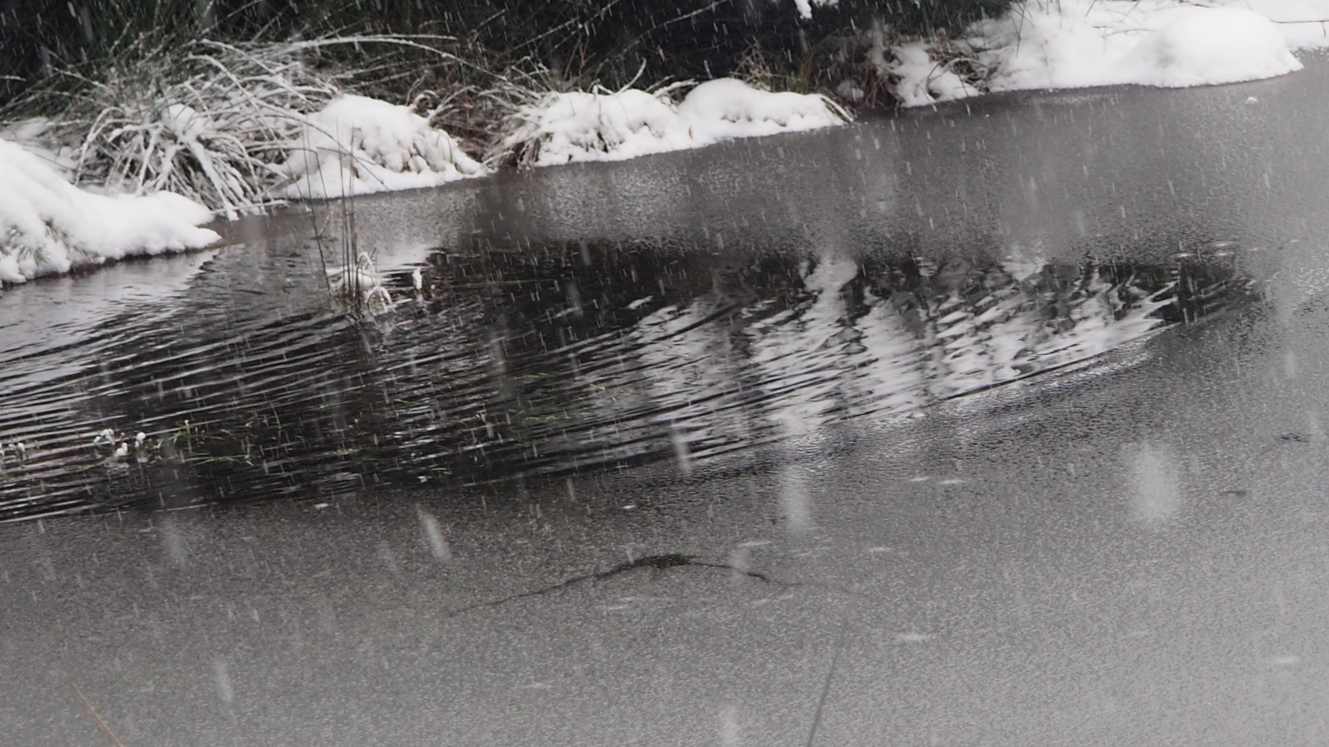 Winter 2020-2021 - It snowed