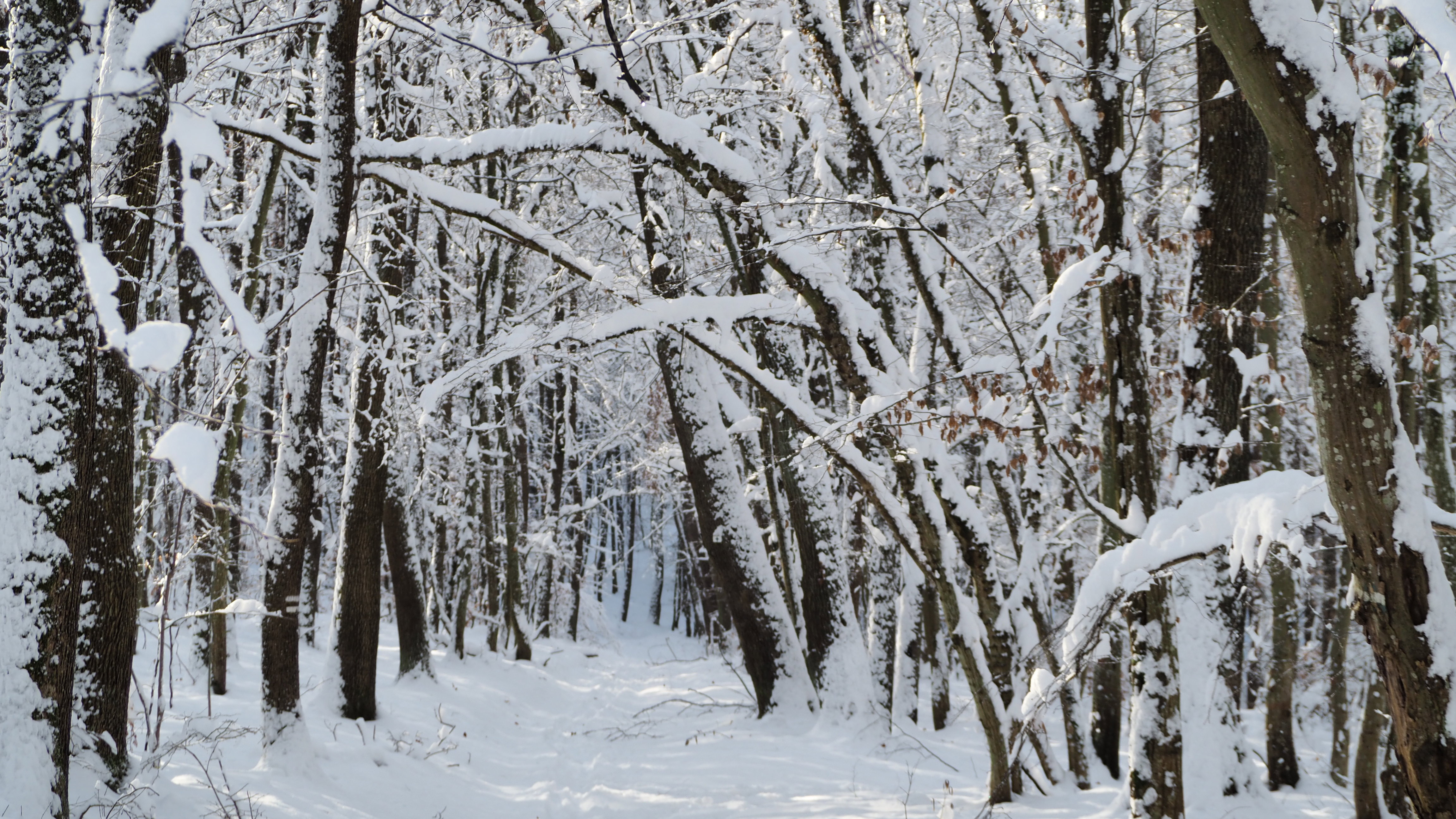 Winter 2020-2021 - It snowed