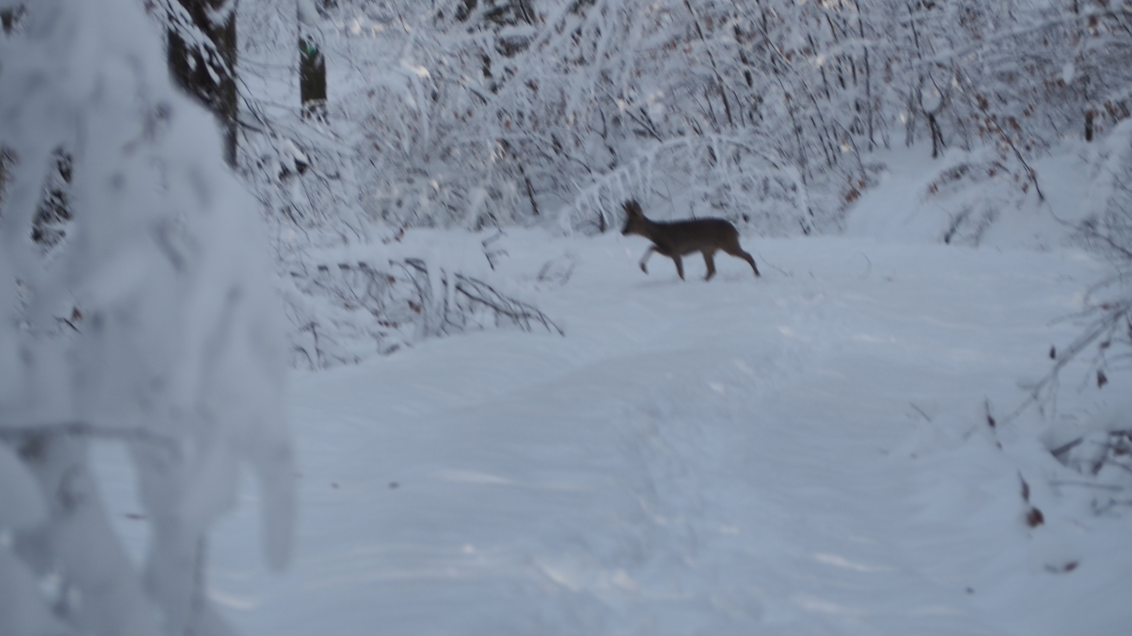 Winter 2020-2021 - It snowed