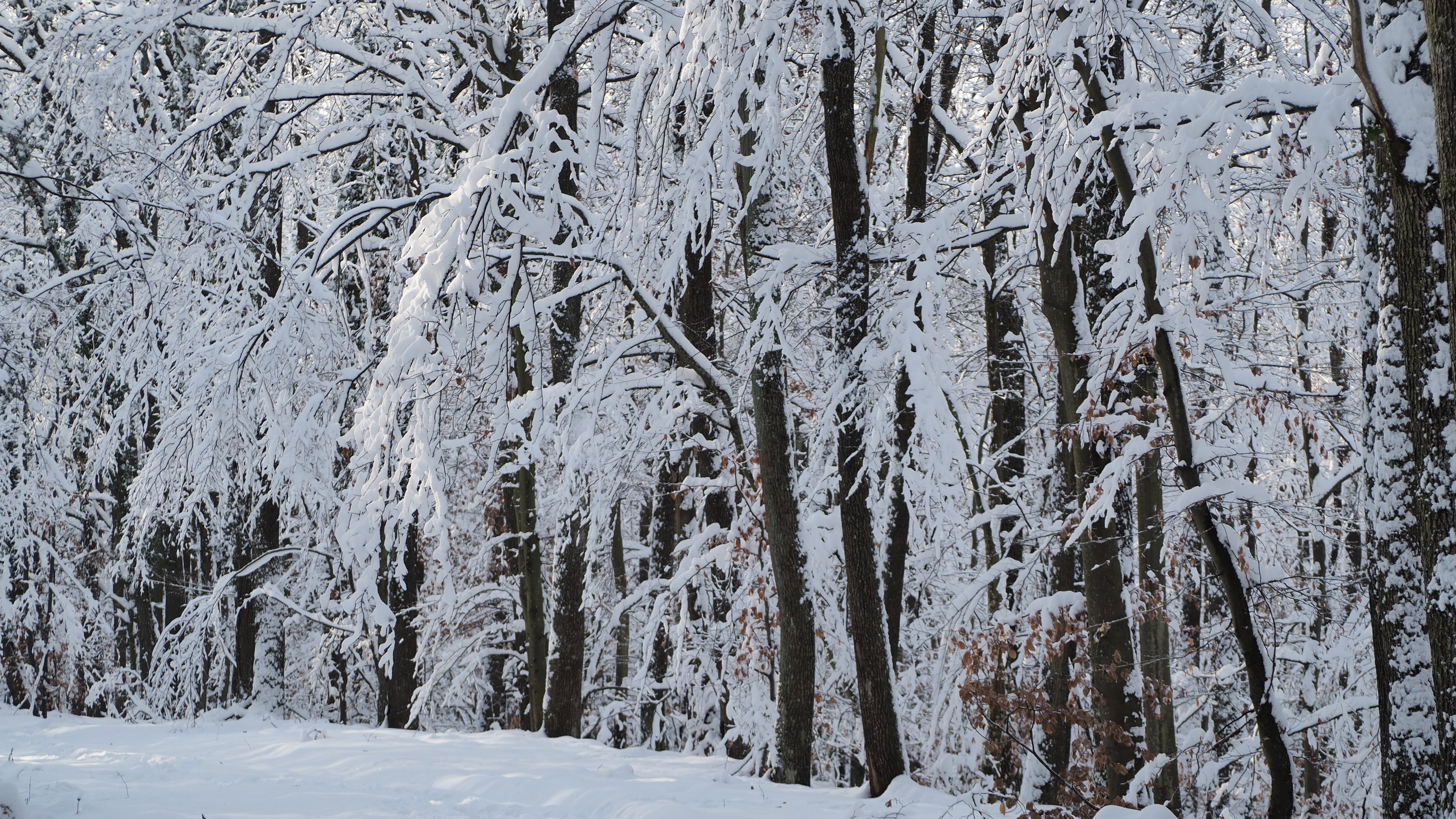 Winter 2020-2021 - It snowed