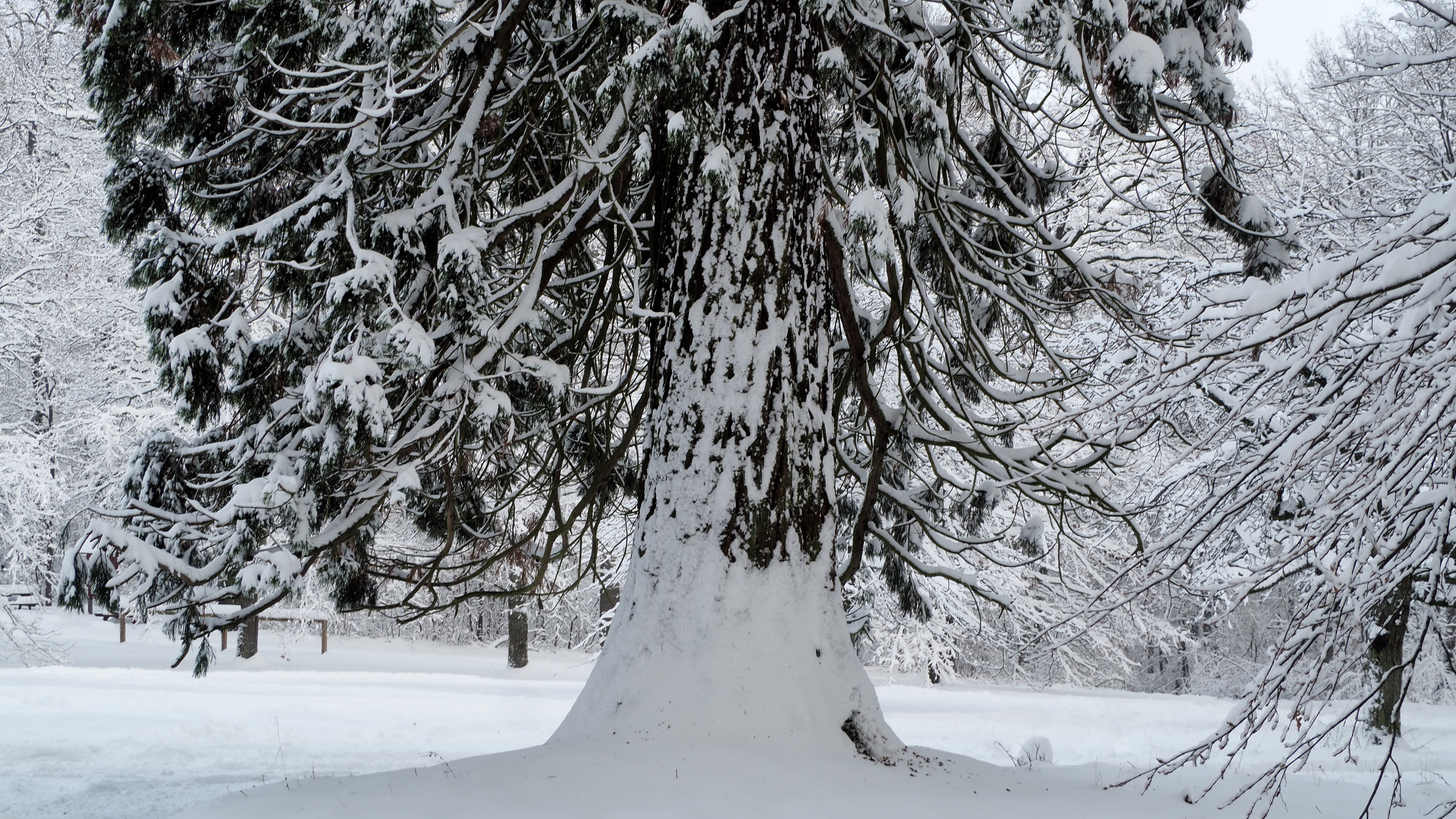 Winter 2020-2021 - It snowed