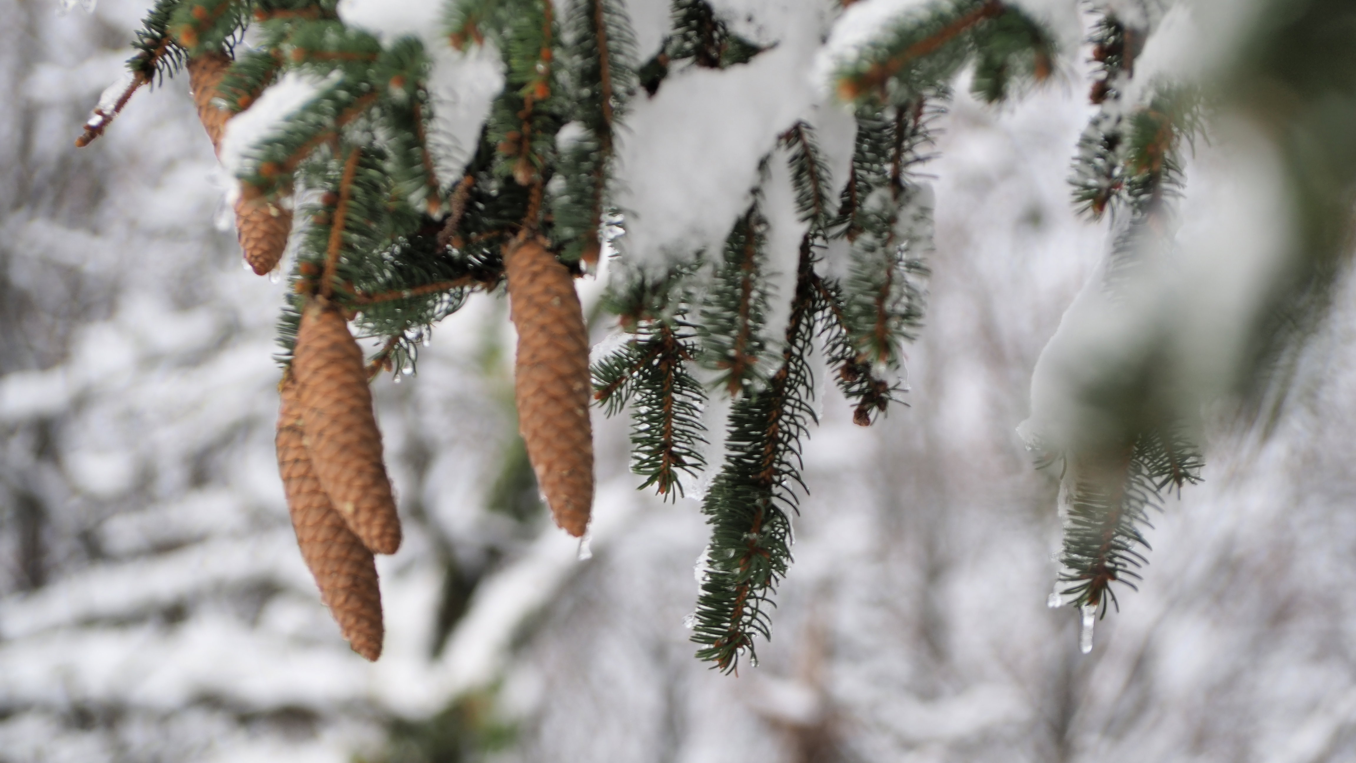 Winter 2020-2021 - It snowed