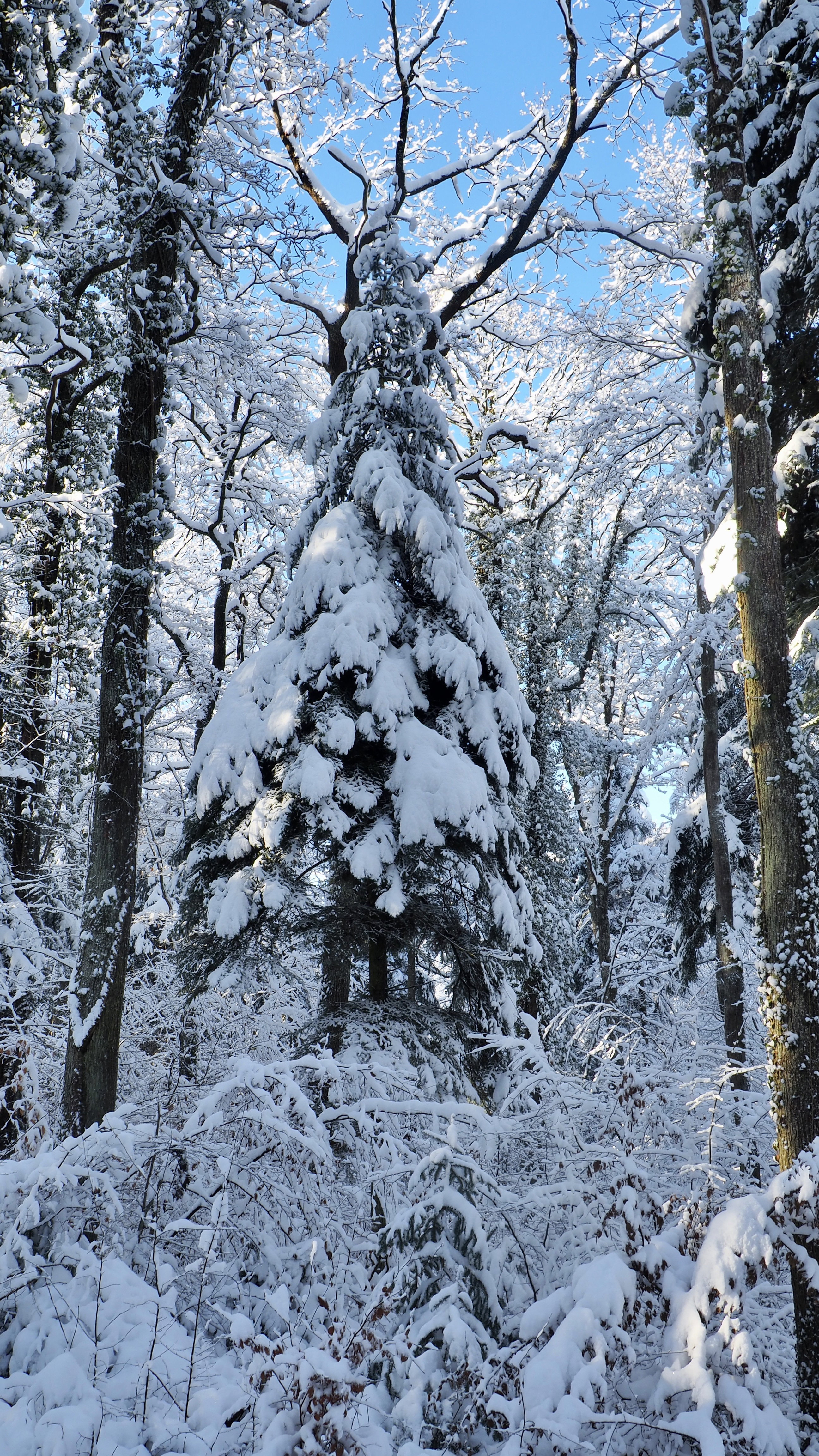 Winter 2020-2021 - It snowed