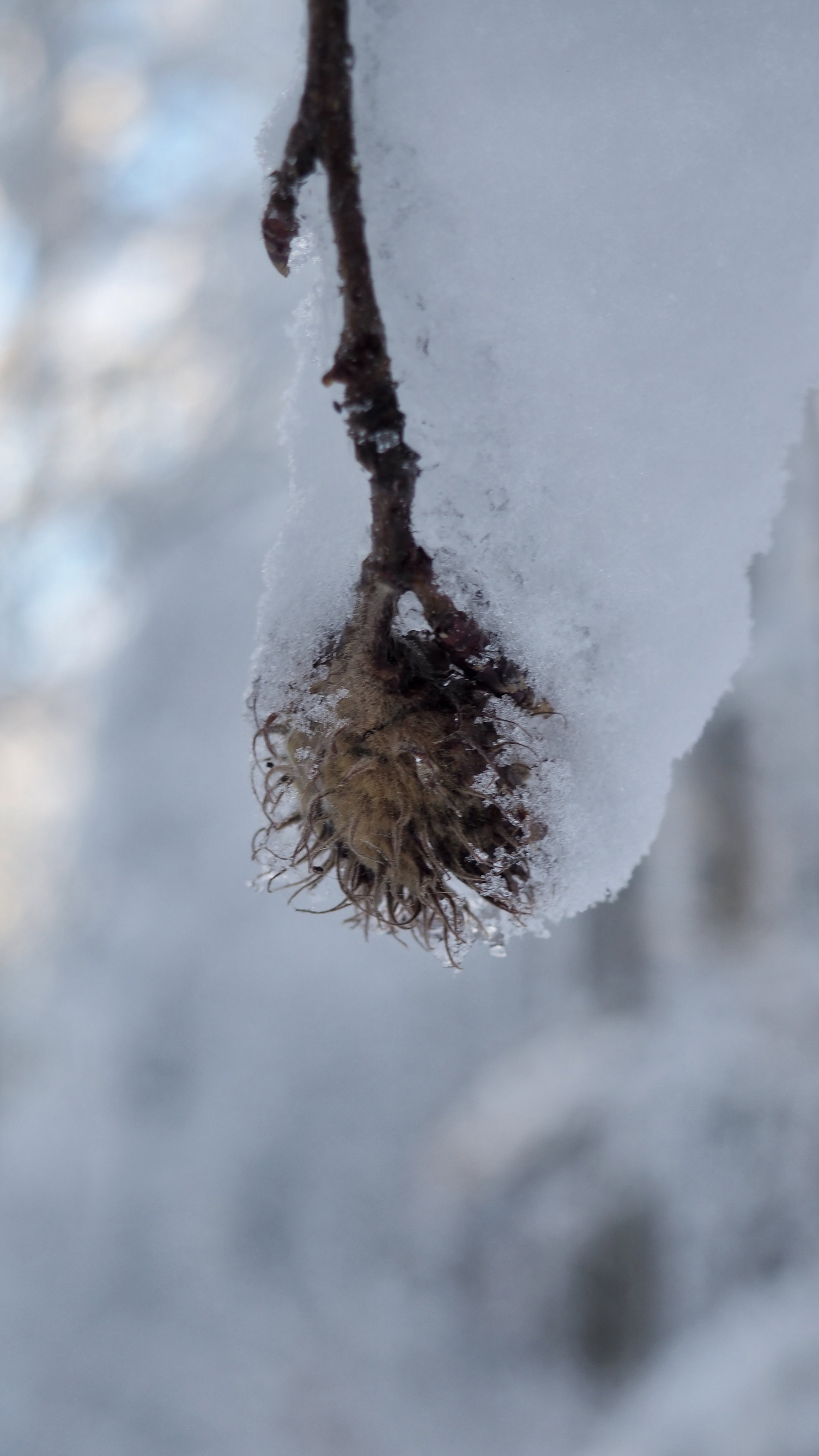 Winter 2020-2021 - It snowed